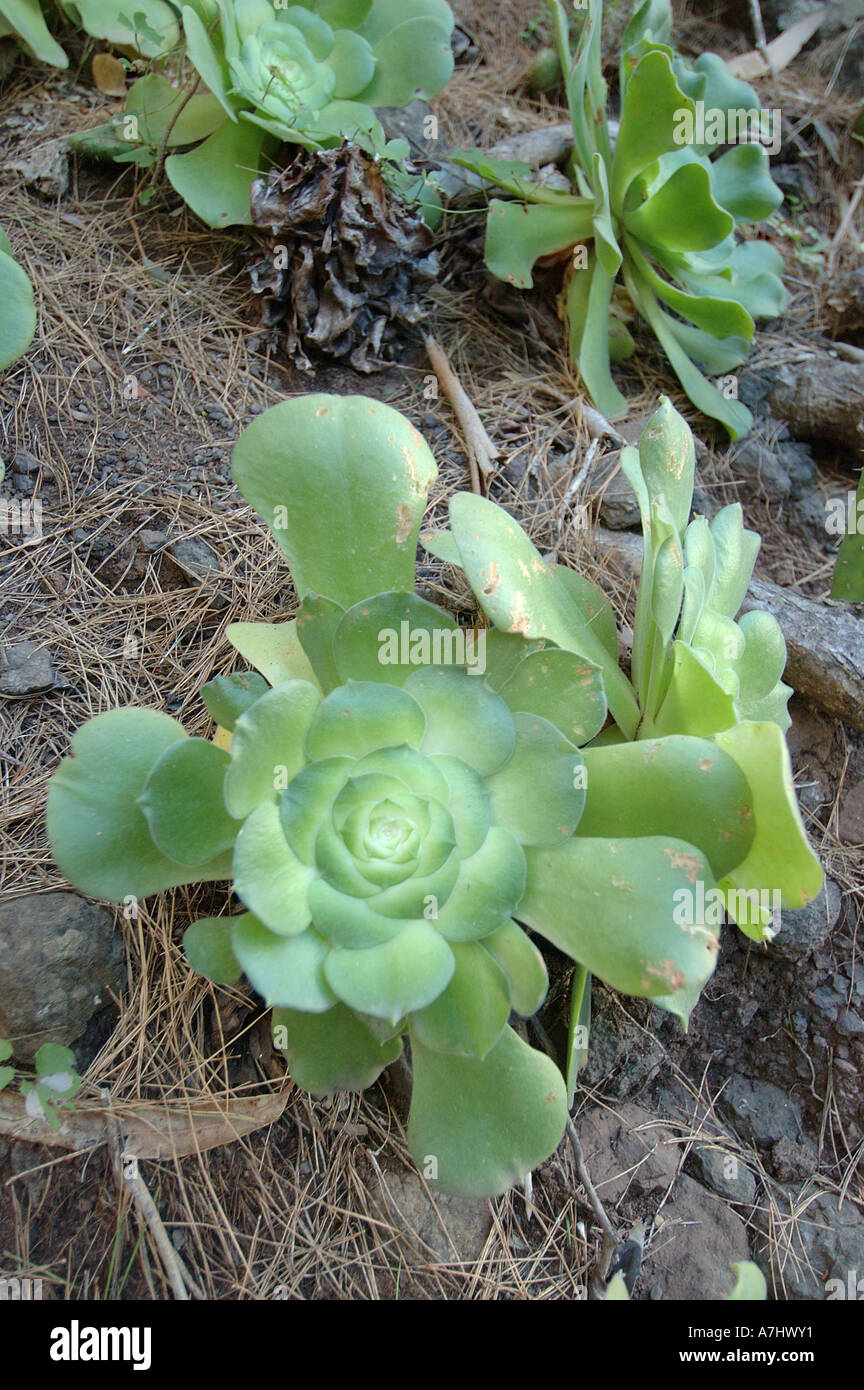Cabbage blooms hires stock photography and images Alamy