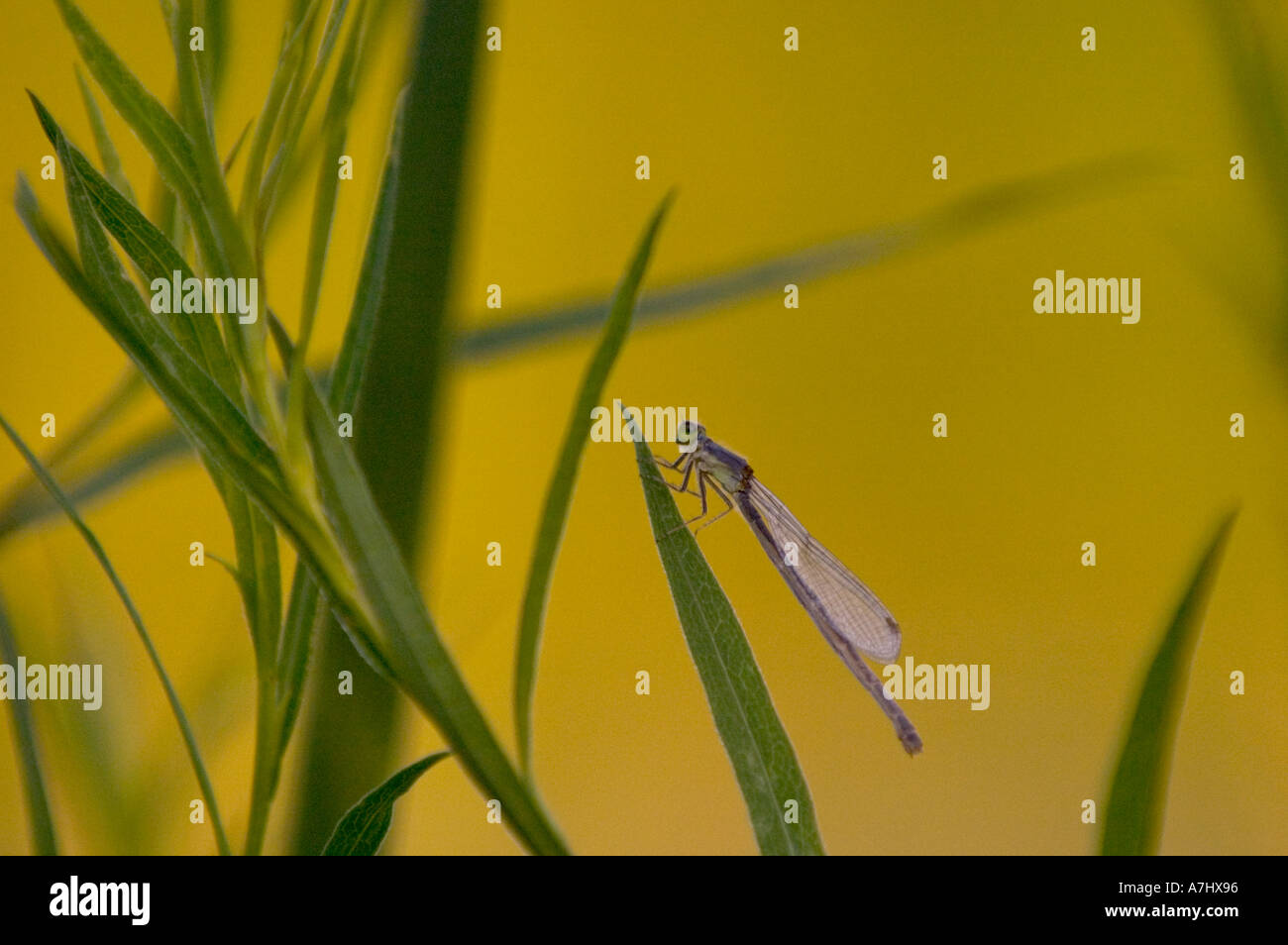 Sunset Damselfly on a blade of grass Stock Photo - Alamy