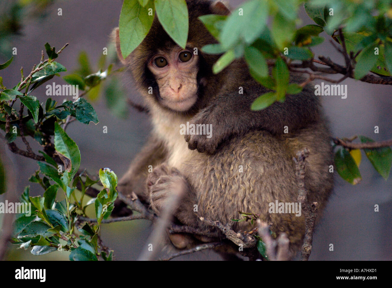 Curious Macaque watching from a beneath the leaves Stock Photo