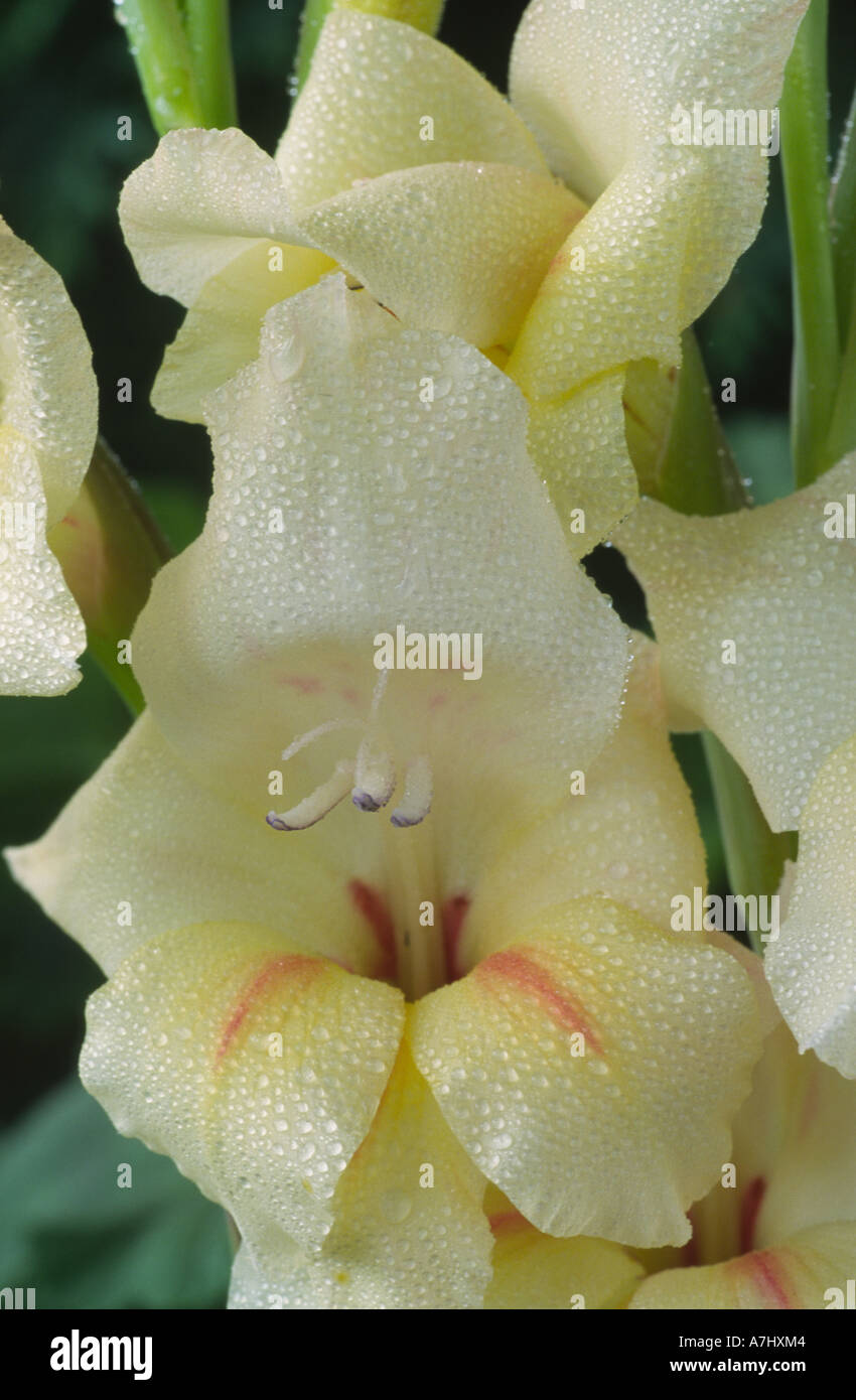 Gladiolus 'Halley'. Nanus group. Stock Photo