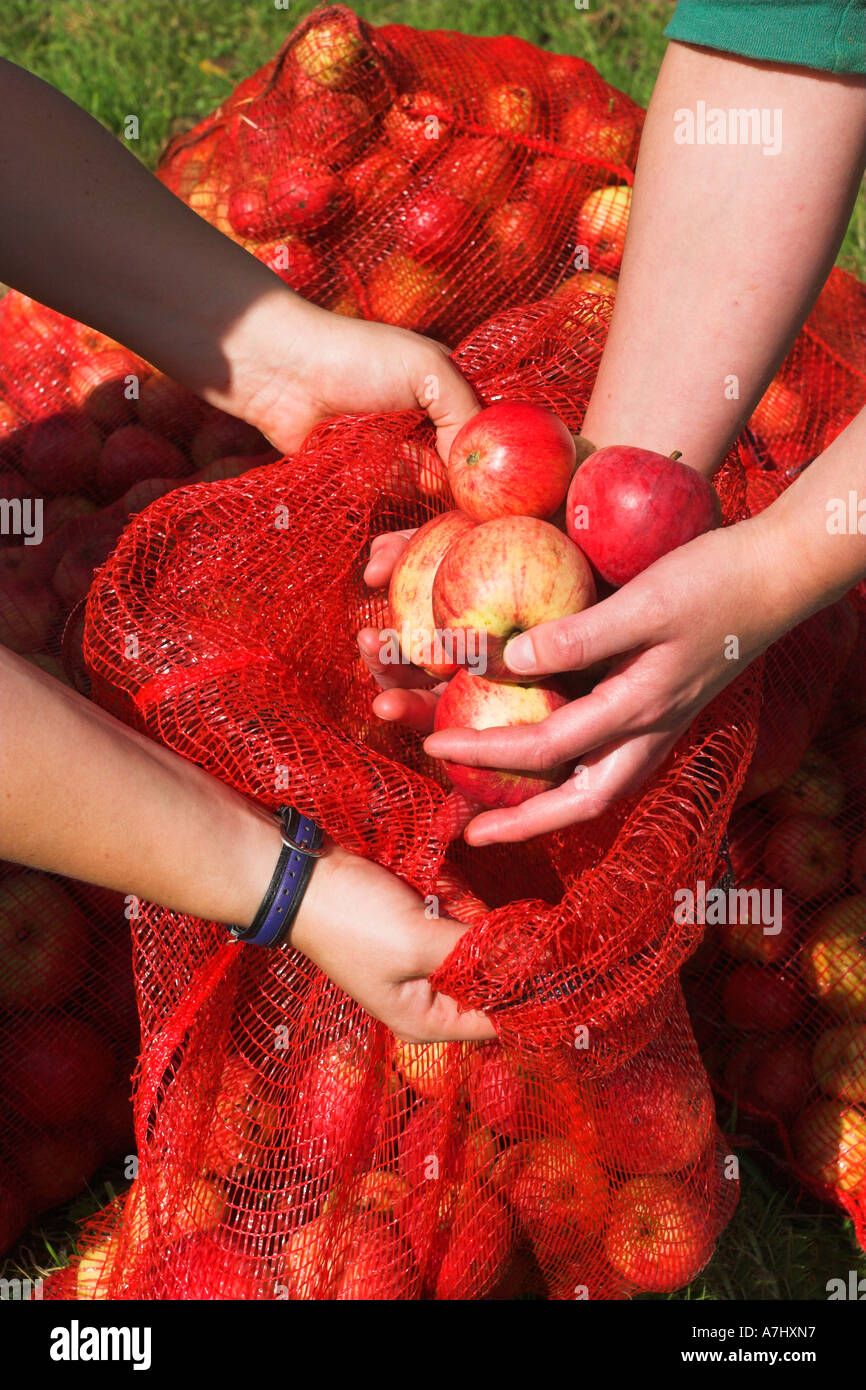 Apple harvest Stock Photo