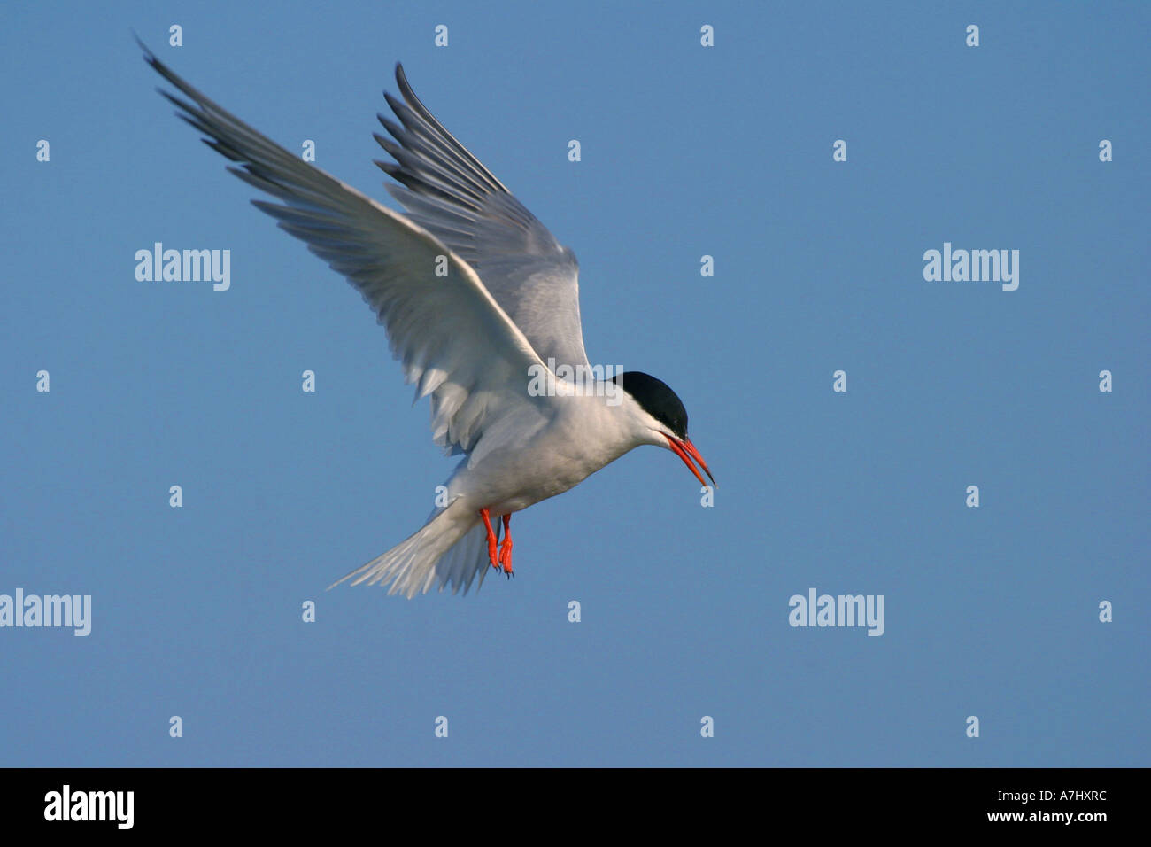 Common Tern Stock Photo