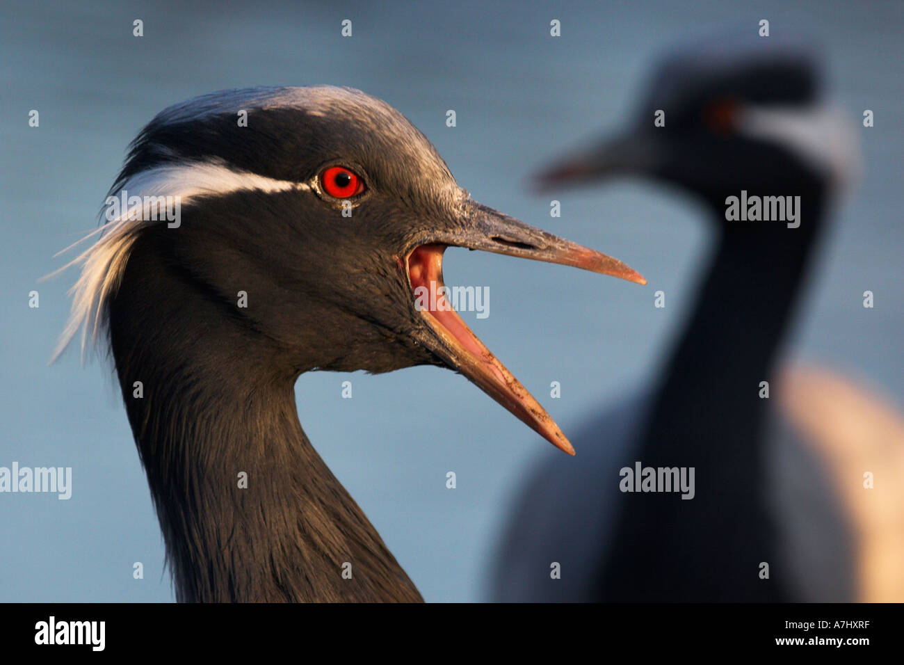 Common Crane calling Stock Photo Alamy