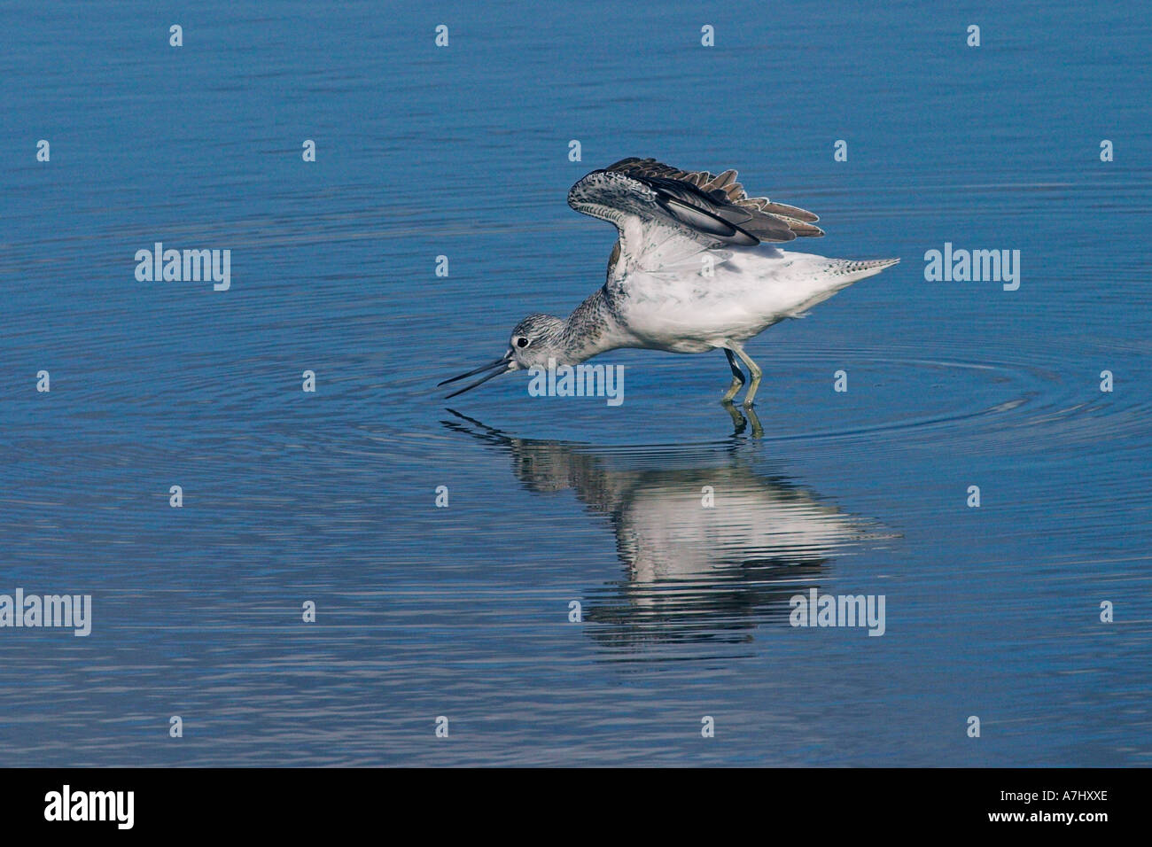 Greenshank displaying Stock Photo