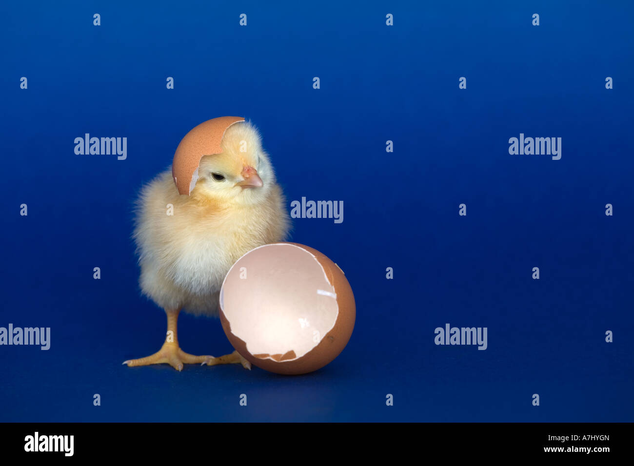 chick and egg shell spring Stock Photo - Alamy