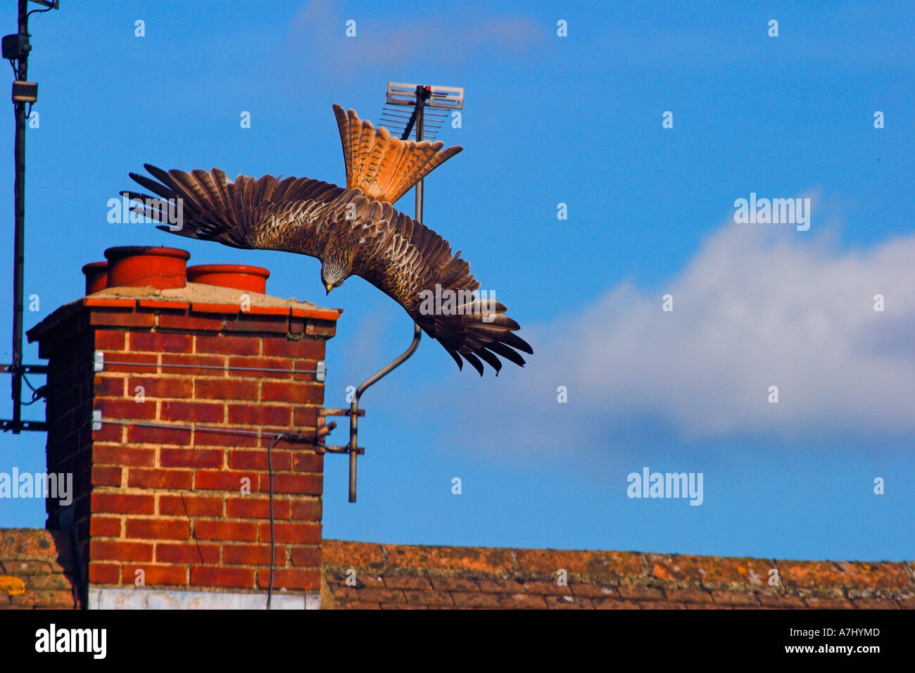 Red Kite diving past chimney Stock Photo