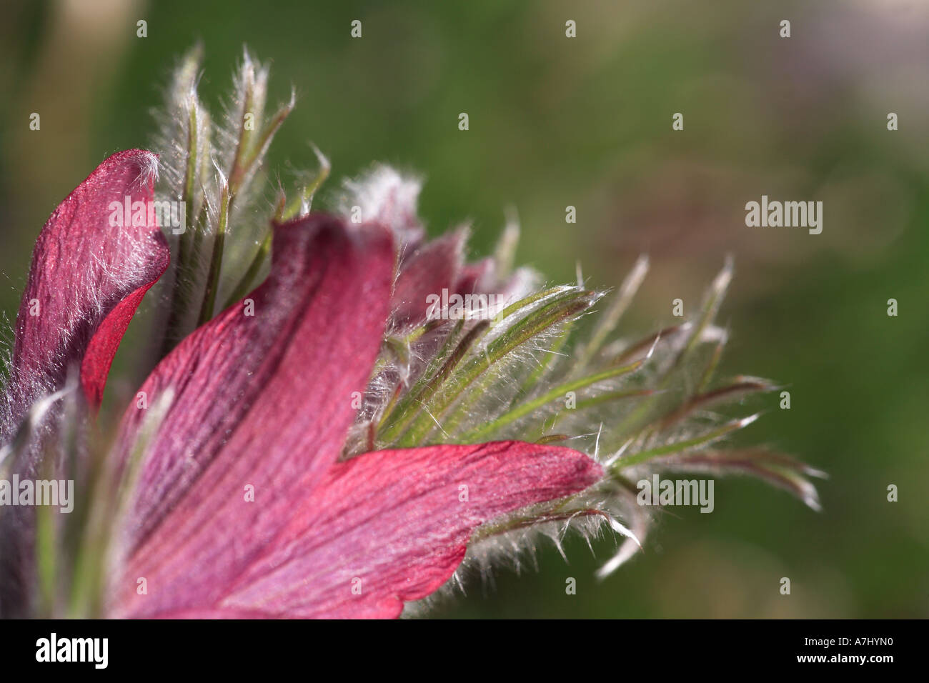 Pulsatilla vulgaris Pasque flower Stock Photo Alamy