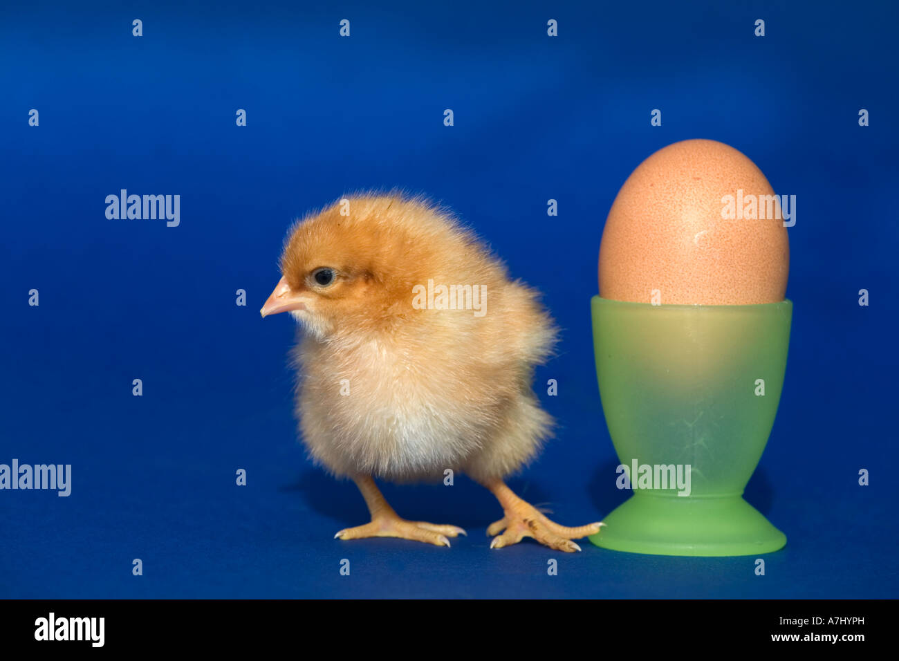 chick and egg spring Stock Photo - Alamy