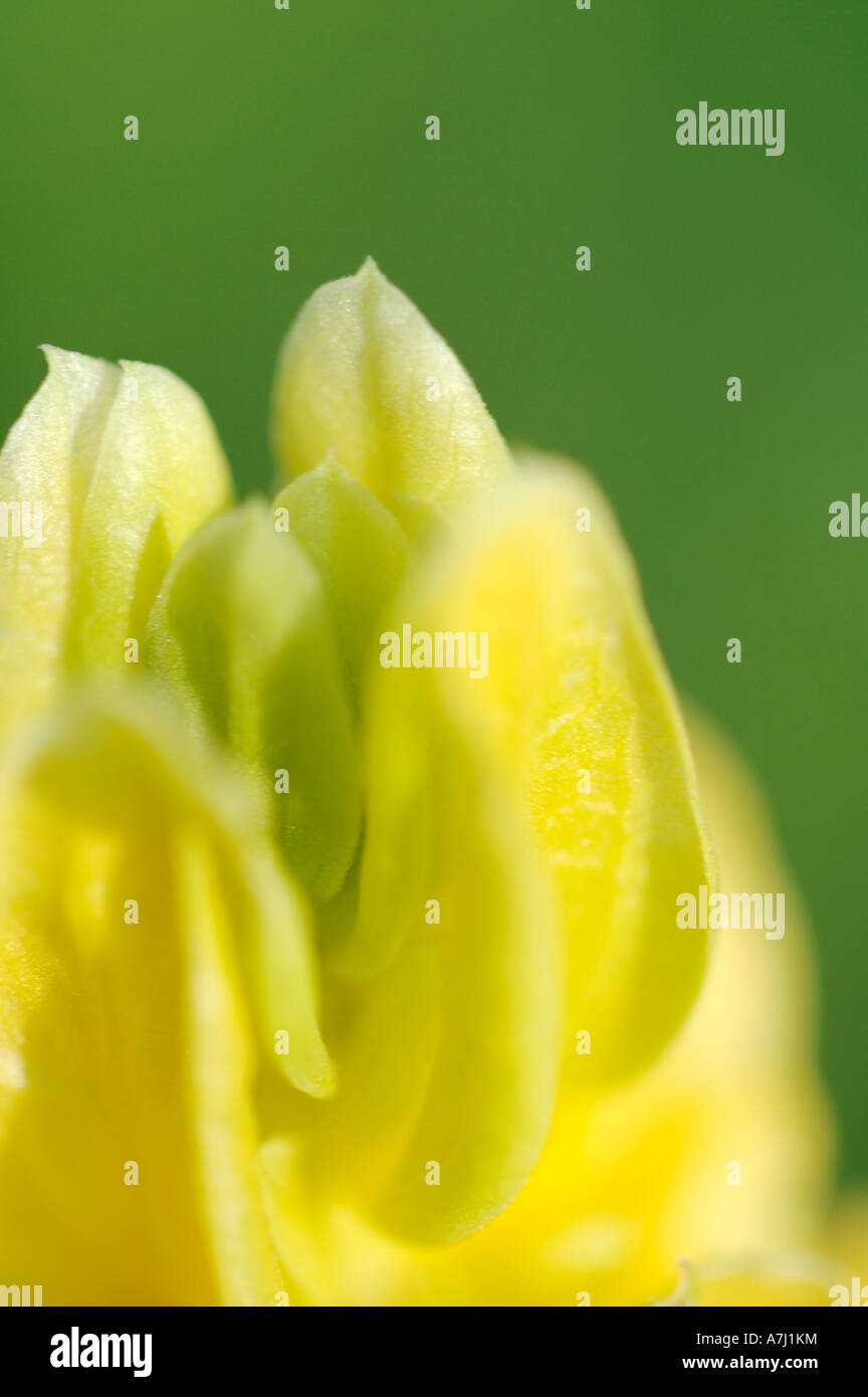 Golden Hops (Humulus lupulus, family Cannabaceaeo/Cannabidaceae) Stock Photo