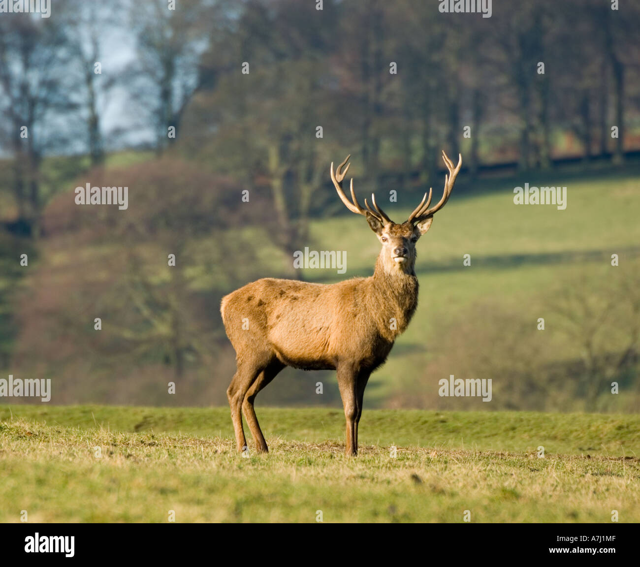 Red Deer (Cervus elaphus scoticus) Peak District Derbyshire United Kingdom Stock Photo