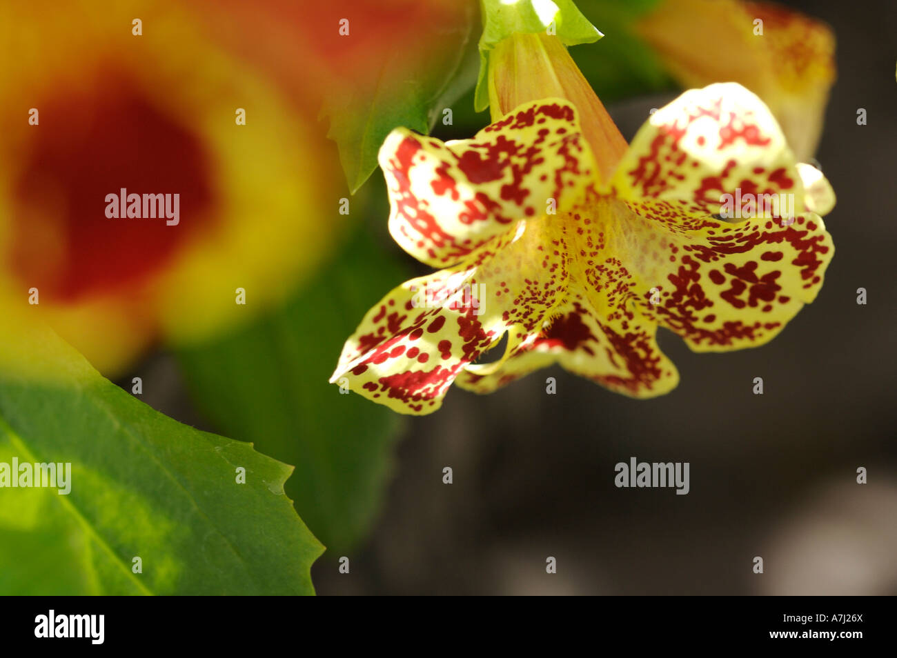 Monkey Flower (Genus Mimulus, family Scrophulariaceae) Stock Photo