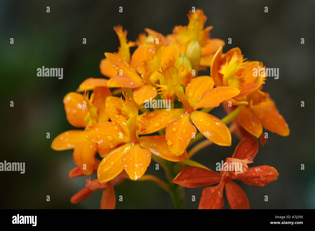 Peruvian Orchid (Family Orchidaceae: numerous genera and species) Stock Photo