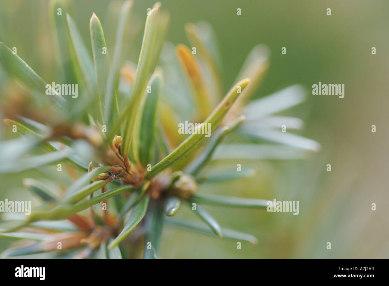 Needles on Pine Tree (Genus Pinus, family Pinaceae) Stock Photo