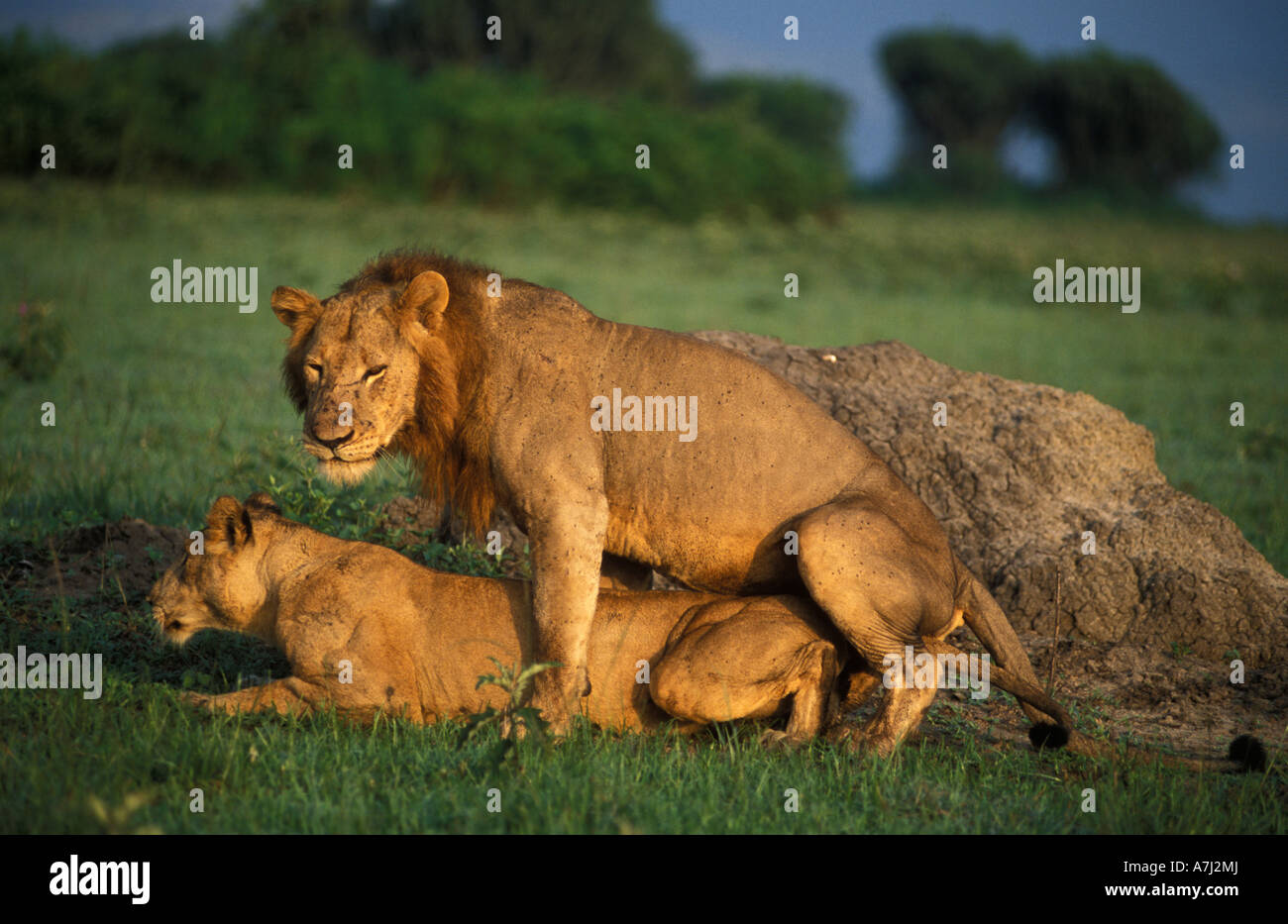 Lions (Panthera leo) mating, Queen Elizabeth National Park ... Lions (Panthera leo) mating, Queen Elizabeth National Park ...
