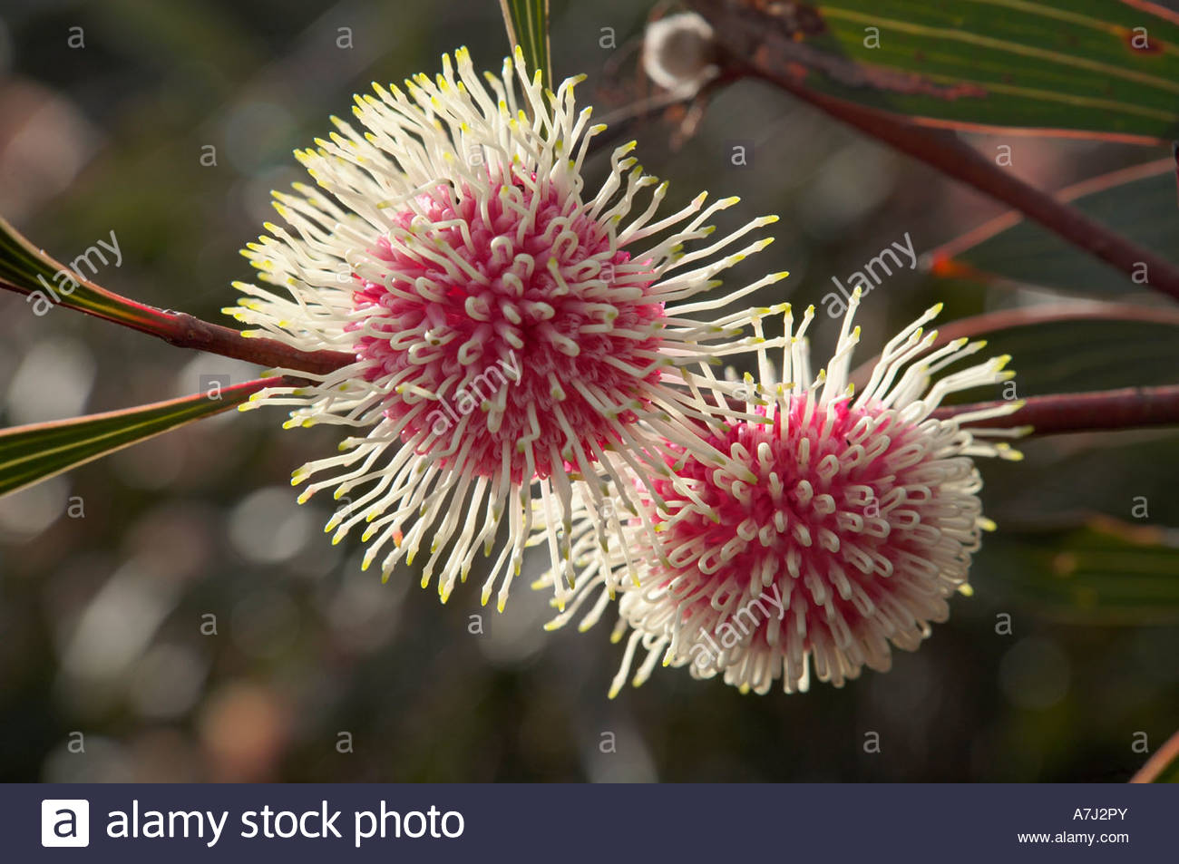 Hakea Laurina Stock Photos & Hakea Laurina Stock Images Alamy
