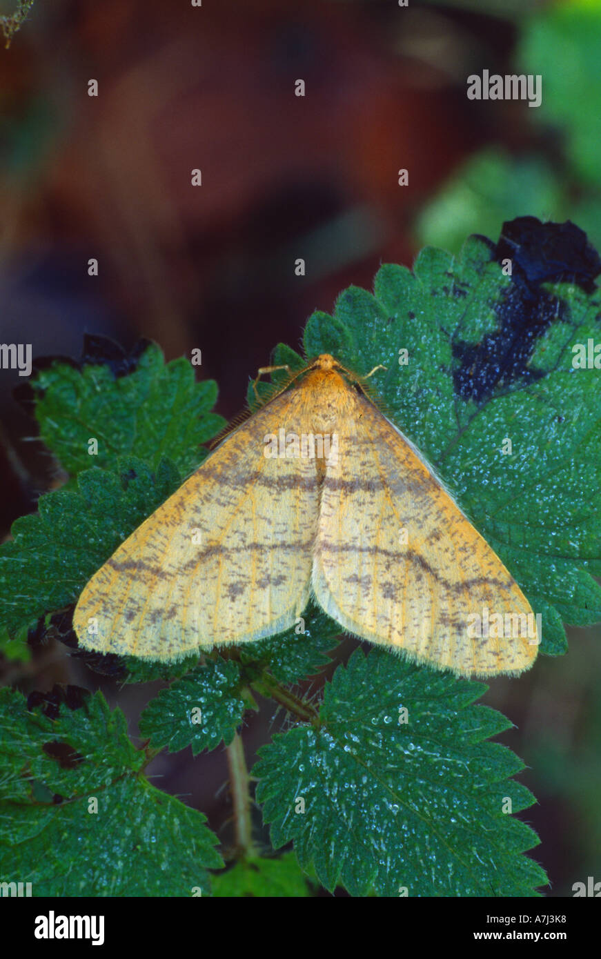 Scarce Umber (Agriopis aurantiaria) resting on a leaf. Stock Photo