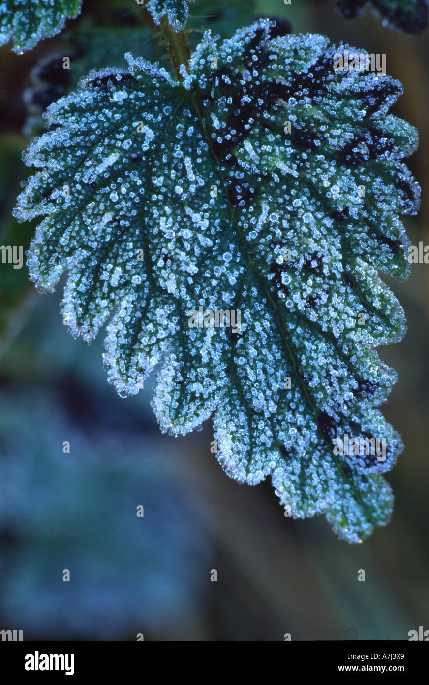 Hoar frost on Large Nettle Stock Photo