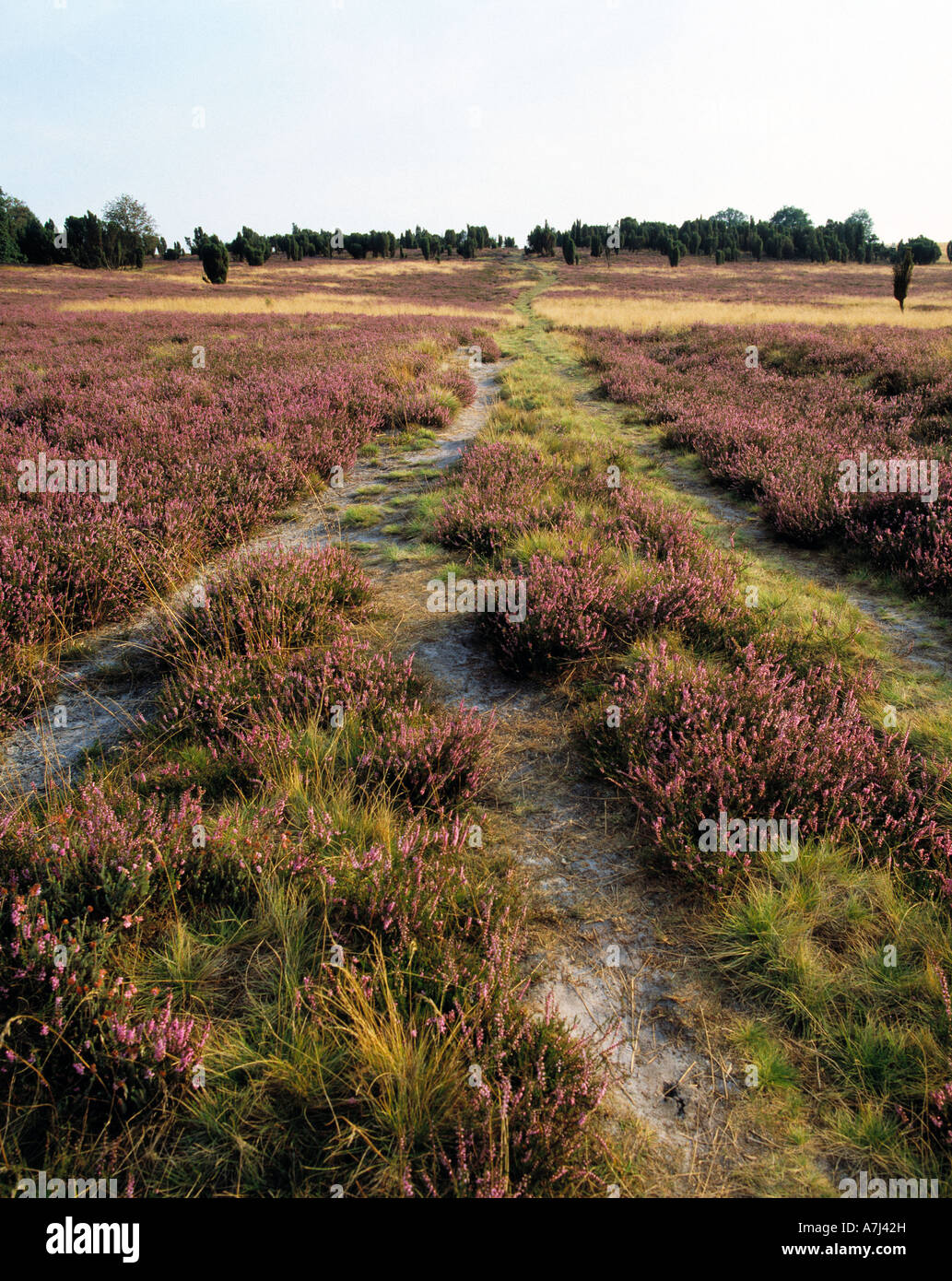 bluehende Heide im Naturschutzpark Lueneburger Heide, Niedersachsen ...