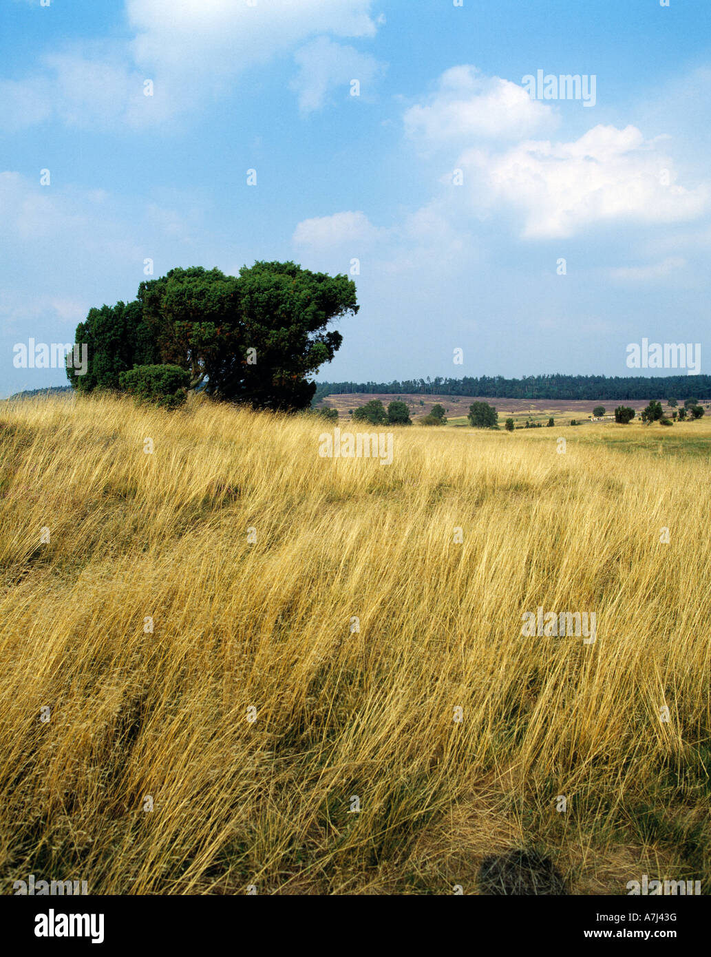 bluehende Heide im Naturschutzpark Lueneburger Heide, Niedersachsen Stock Photo