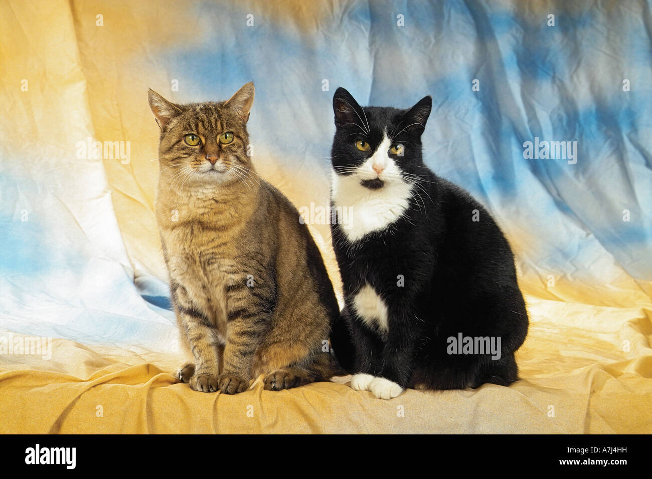 two domestic cats - sitting Stock Photo - Alamy