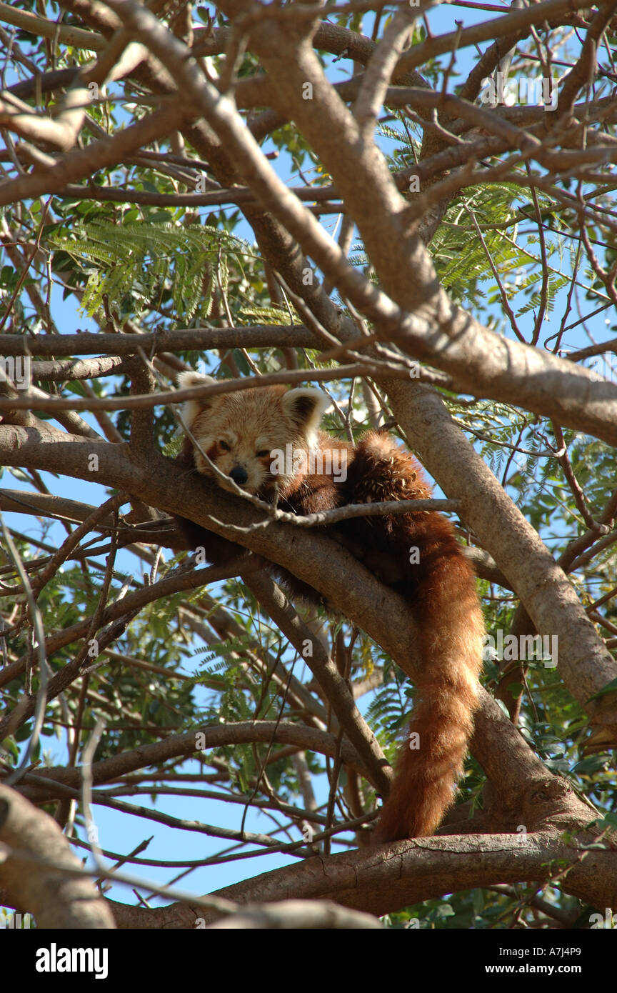 Endangered Red Panda, Firefox, Bhutan, Myanmar, China, Nepal, Fur Trade