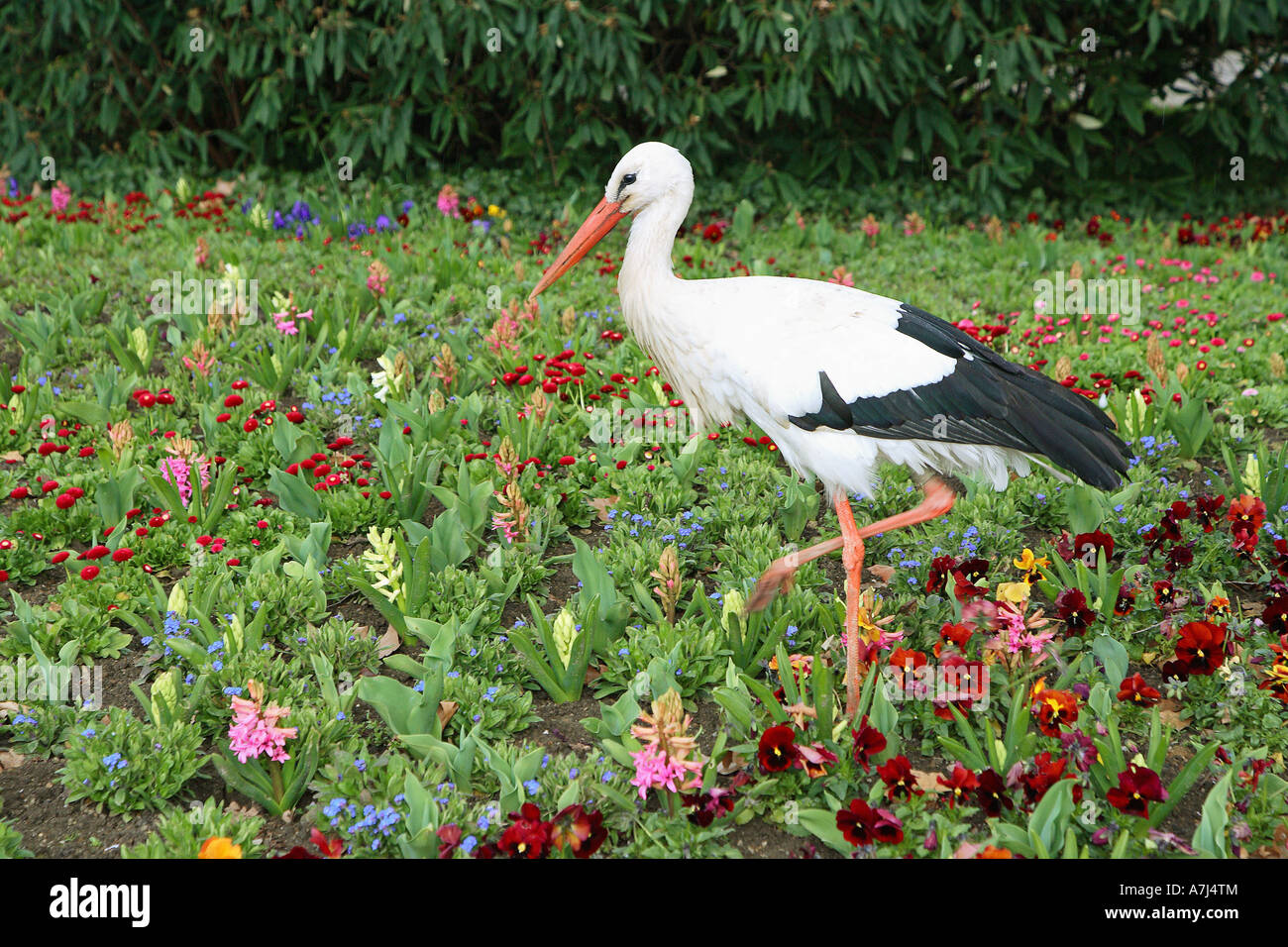 white stork - in flowerbed / Ciconia ciconia Stock Photo