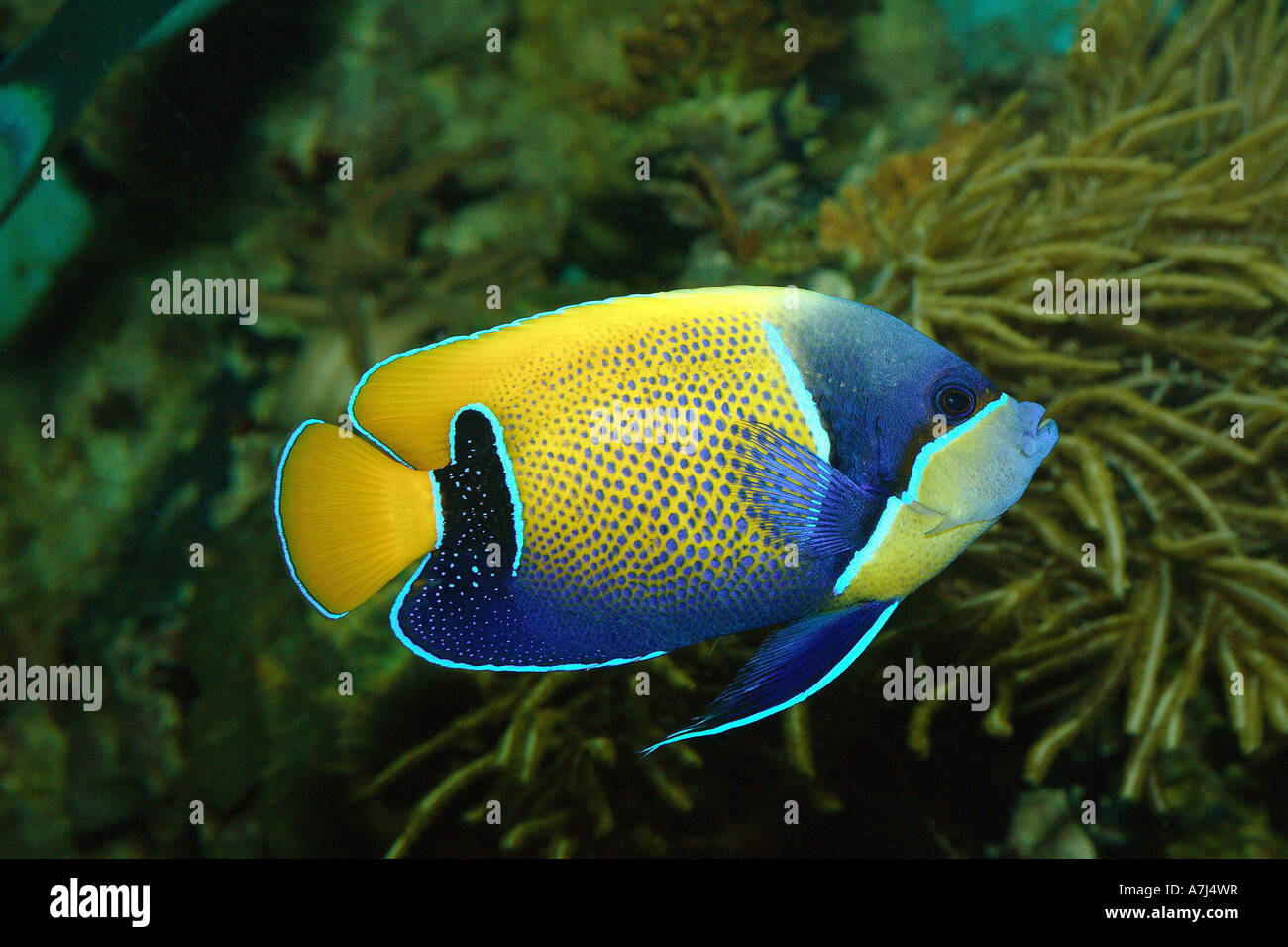 blue-girdled angelfish / Pomacanthus navarchus Stock Photo
