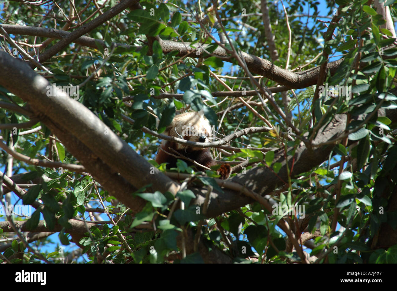 Endangered Red Panda, Firefox, Bhutan, Myanmar, China, Nepal, Fur Trade
