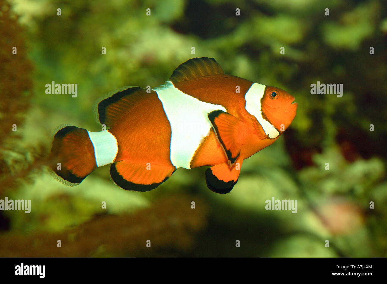 Ocellaris Clownfish / Amphiprion ocellaris Stock Photo