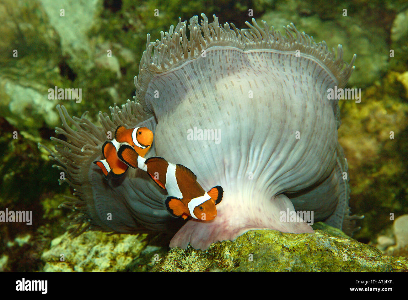 two Ocellaris Clownfishes / Amphiprion ocellaris Stock Photo