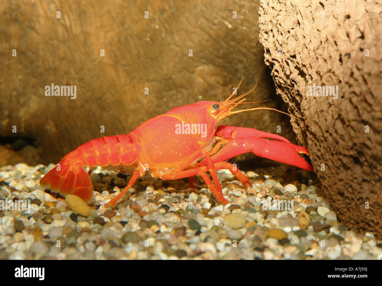 Red Crayfish Procambarus Clarkii Stock Photos Amp Red