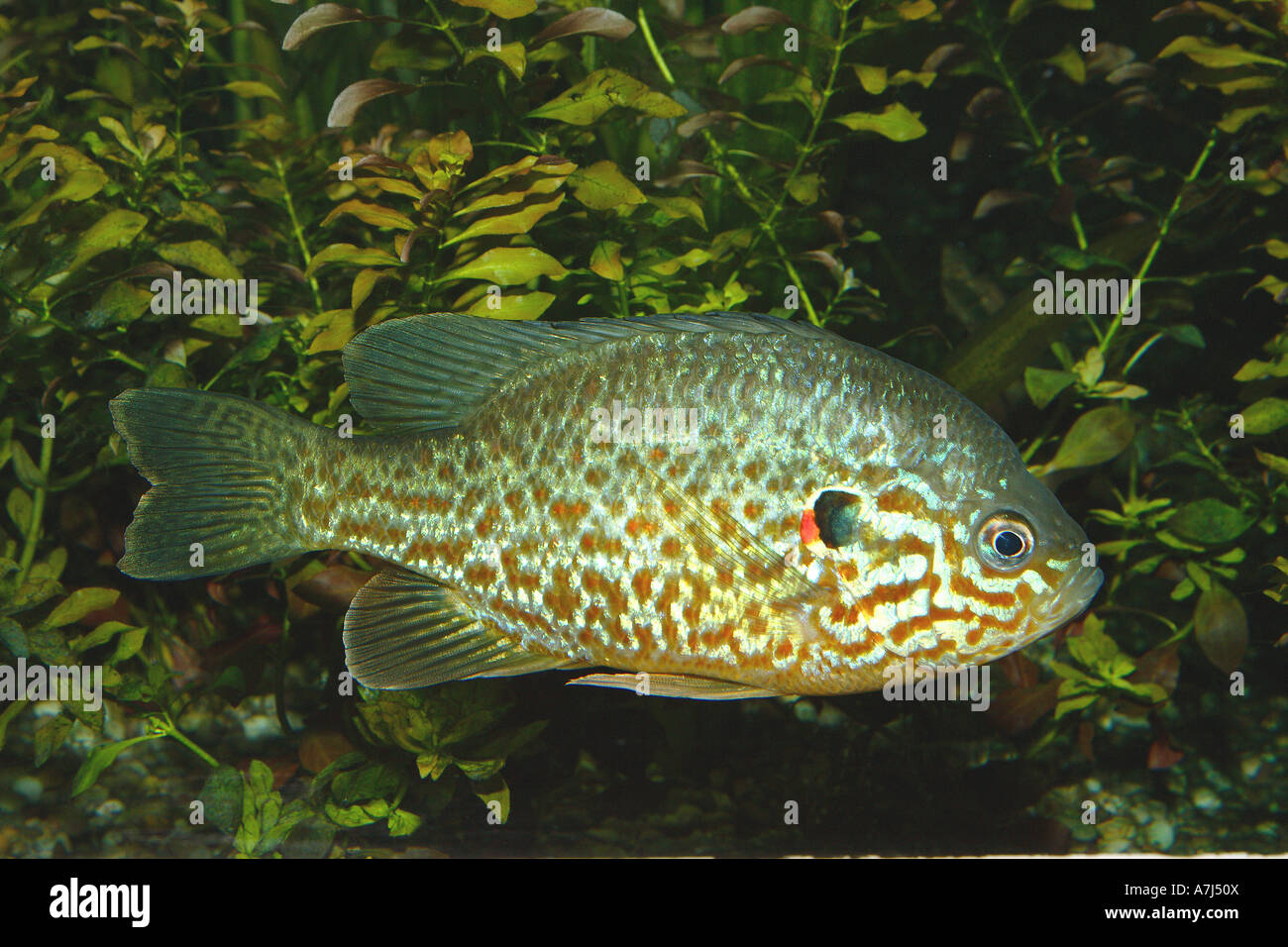 Pumpkinseed Sunfish (Lepomis gibbosus) under water Stock Photo
