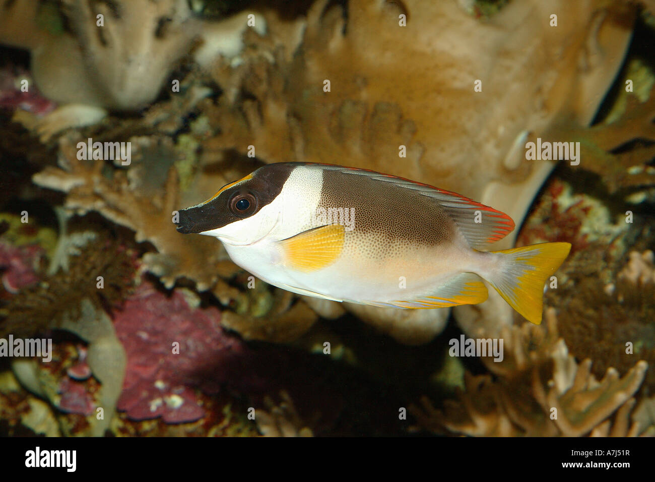 Onespot rabbitfish / Siganus unimaculatus Stock Photo - Alamy