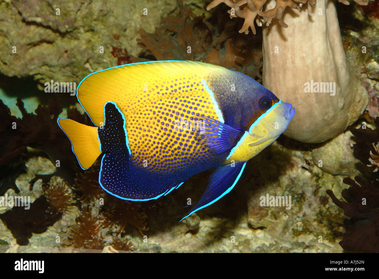 blue-girdled angelfish / Pomacanthus navarchus Stock Photo