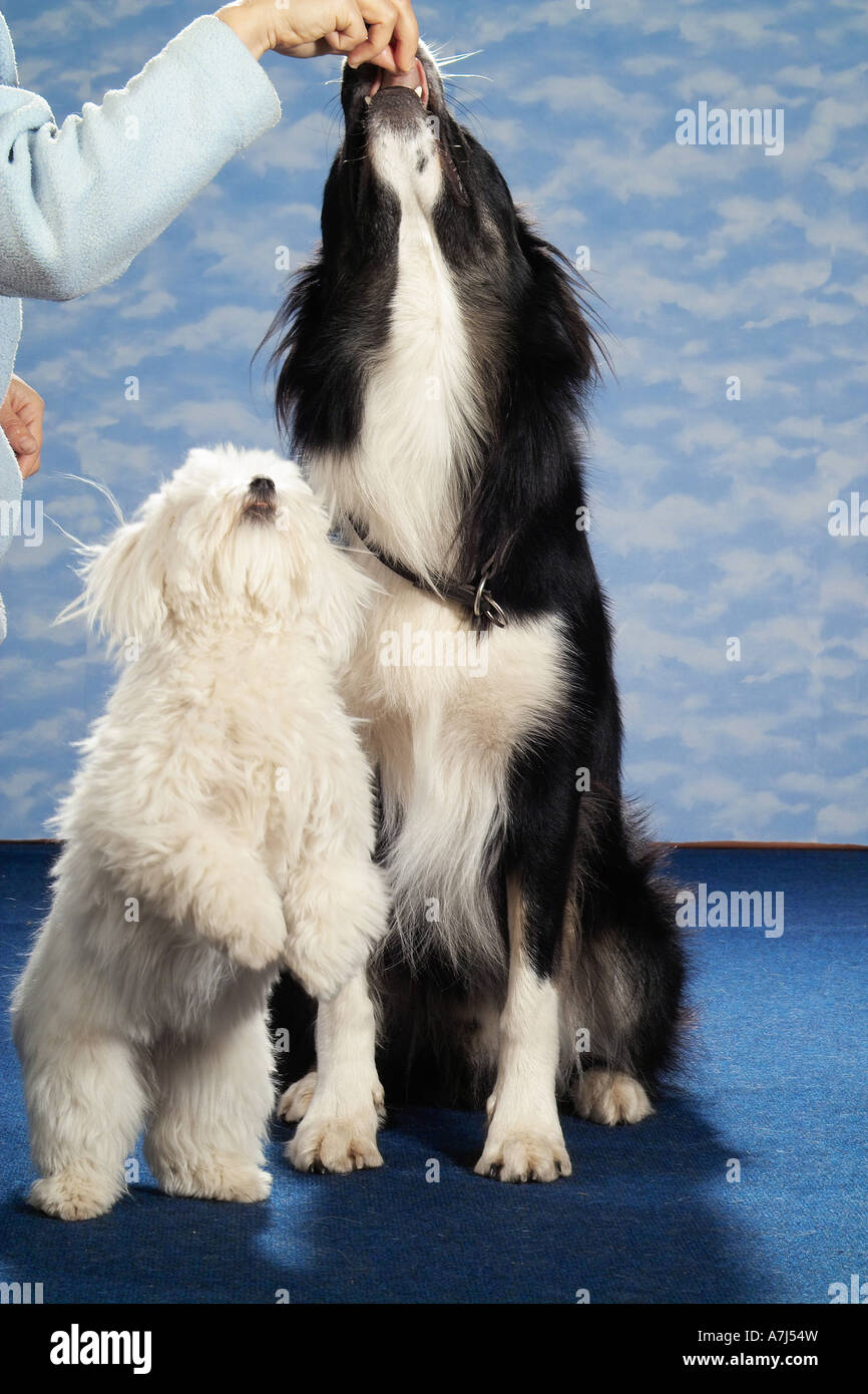 Border collie dog hi-res stock photography - Alamy