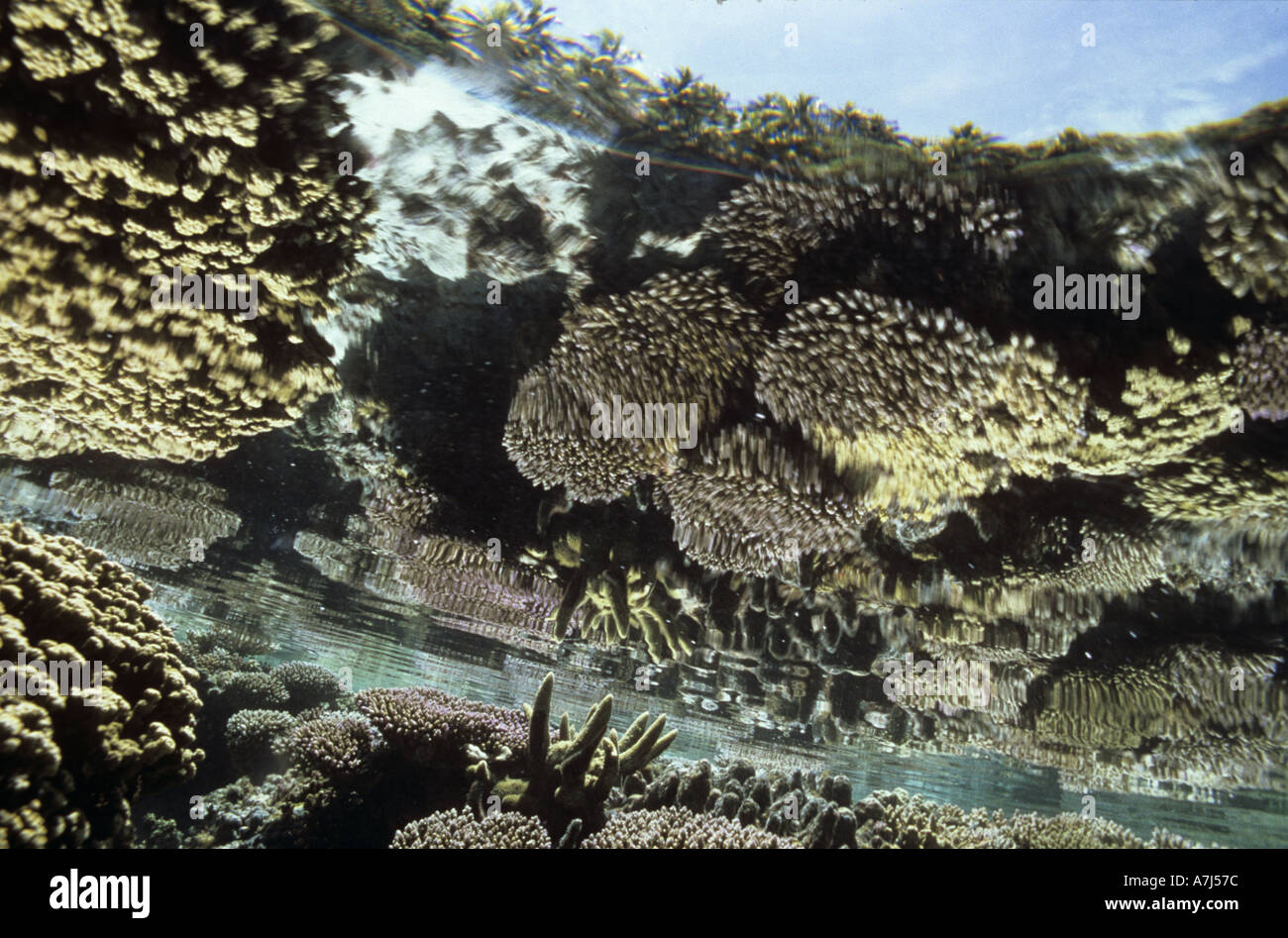 Reef reflection corals Stock Photo