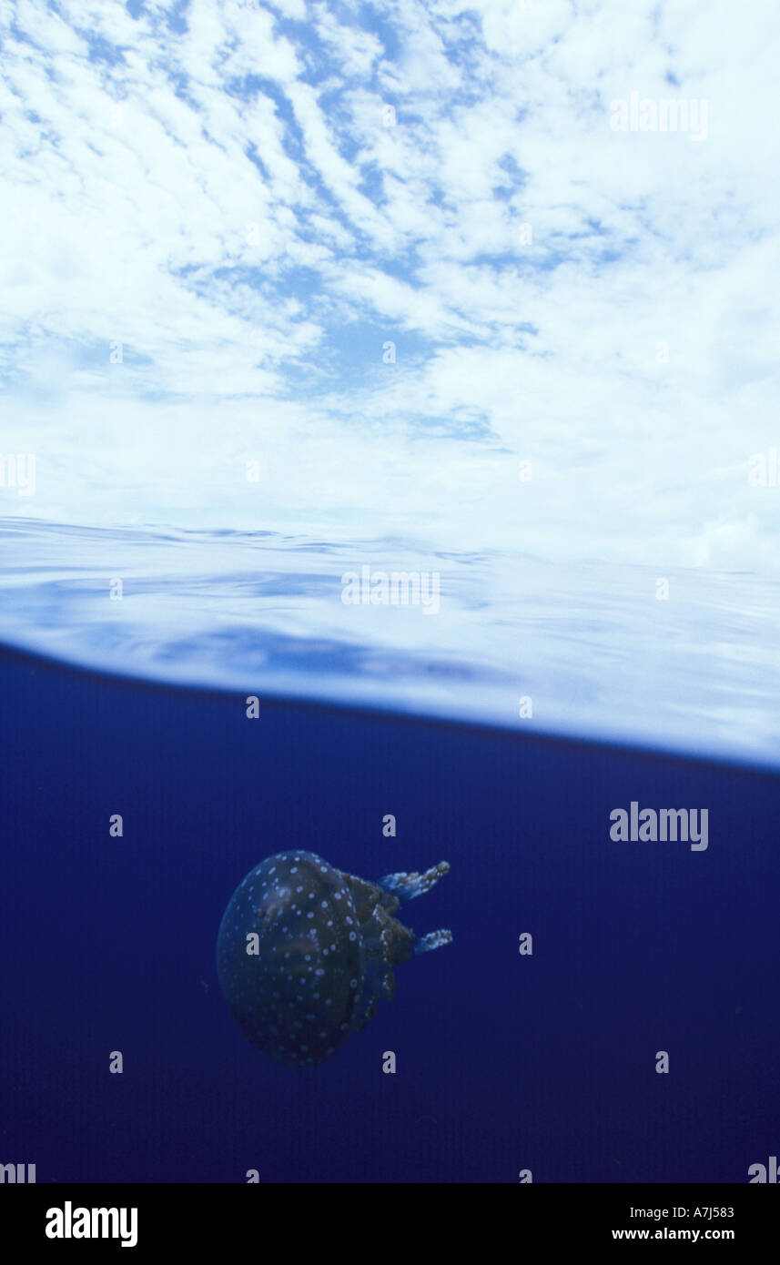 split image of sky and jellyfish at Bikini Atoll Stock Photo