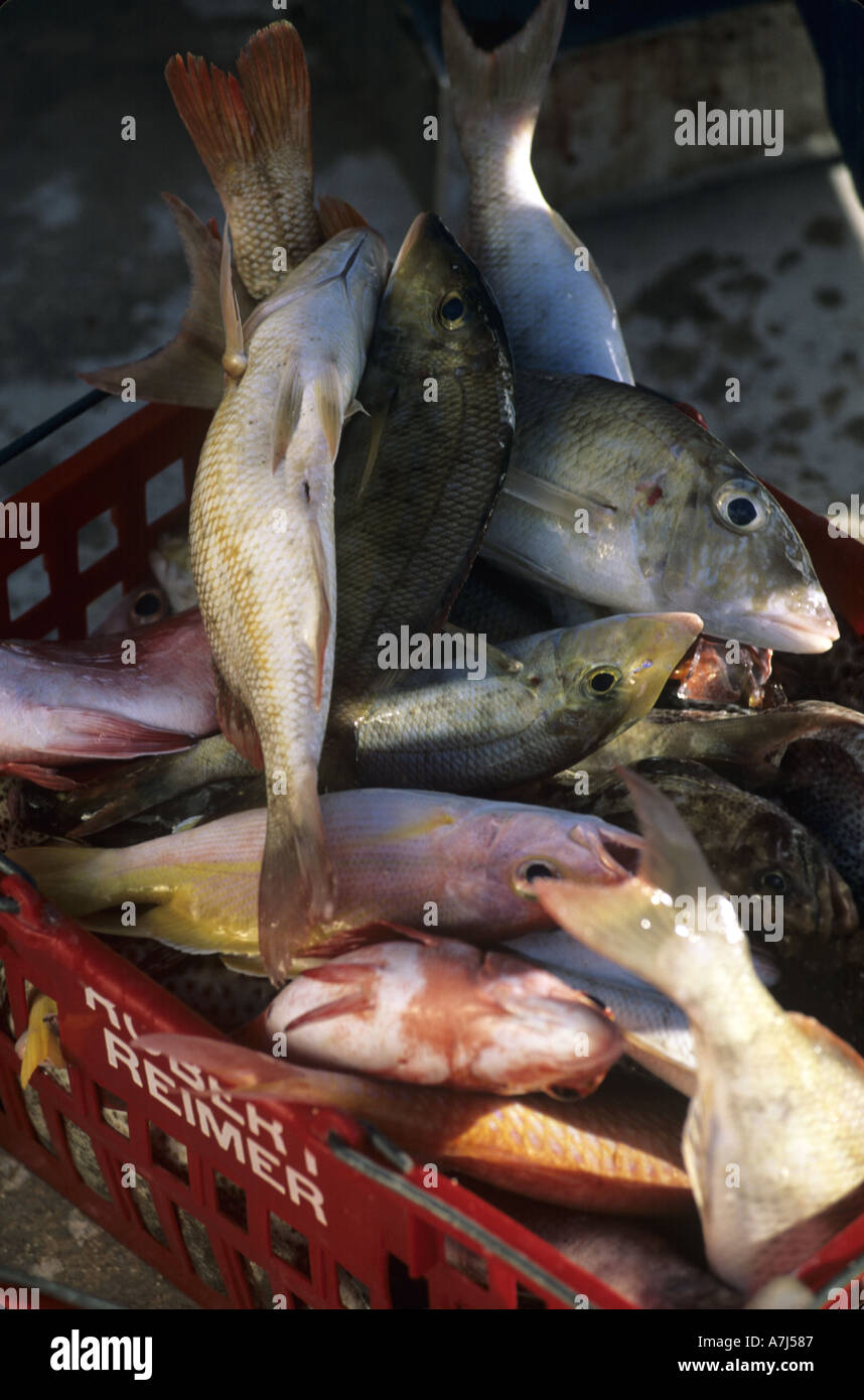 tropical reef fish in shopping basket Stock Photo