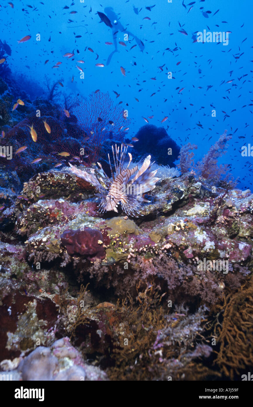 diver exploring coral reef in the Red Sea Stock Photo