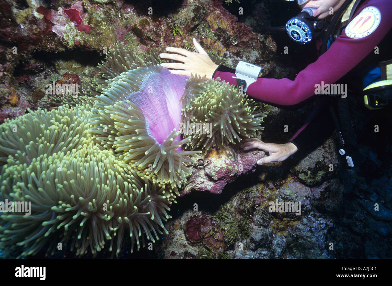 Diver and sea anemone Marshall Islands Stock Photo
