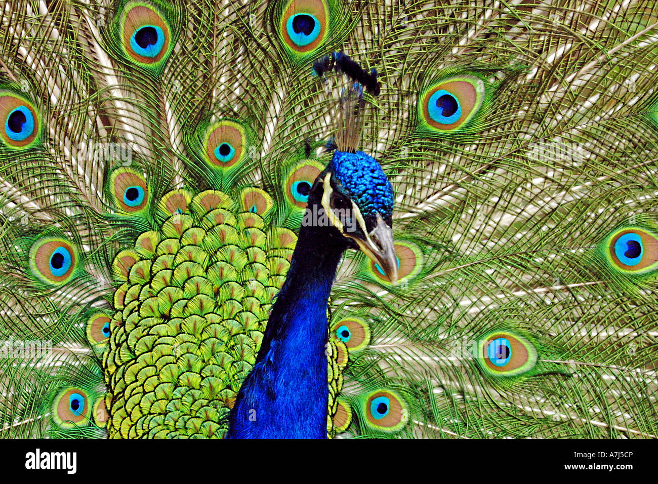 Peacock display. Natural history. Wildlife Stock Photo Alamy