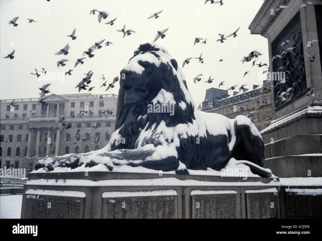 A lion at Nelson's column in Trafalgar Square under snow with flying pigeons Stock Photo