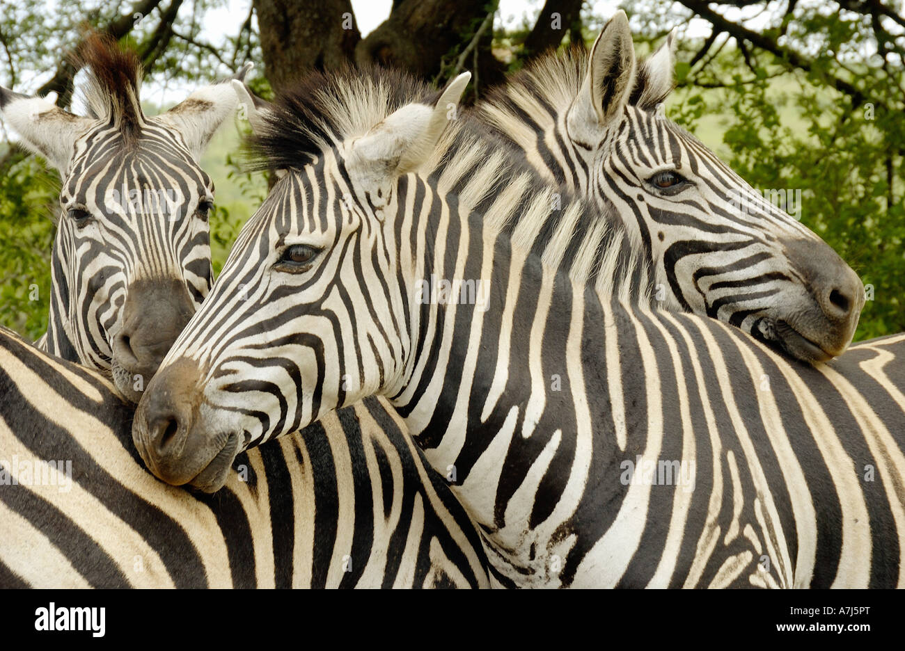 Burchell's zebras / Equus burchelli Stock Photo Alamy