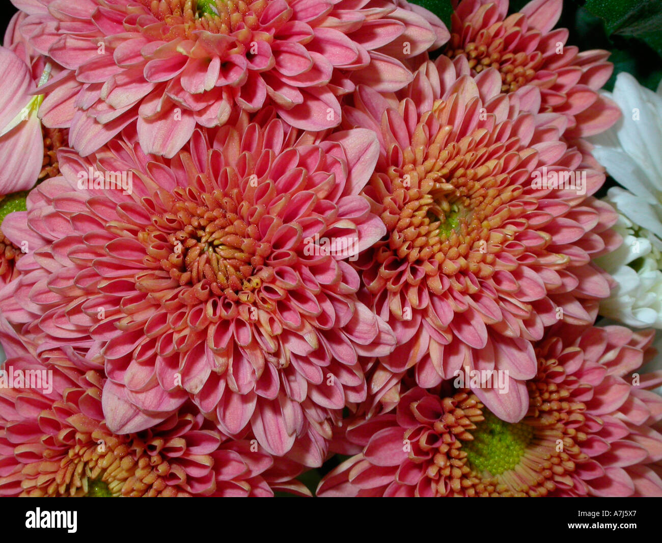 Chrysanthemums flower hi-res stock photography and images - Alamy