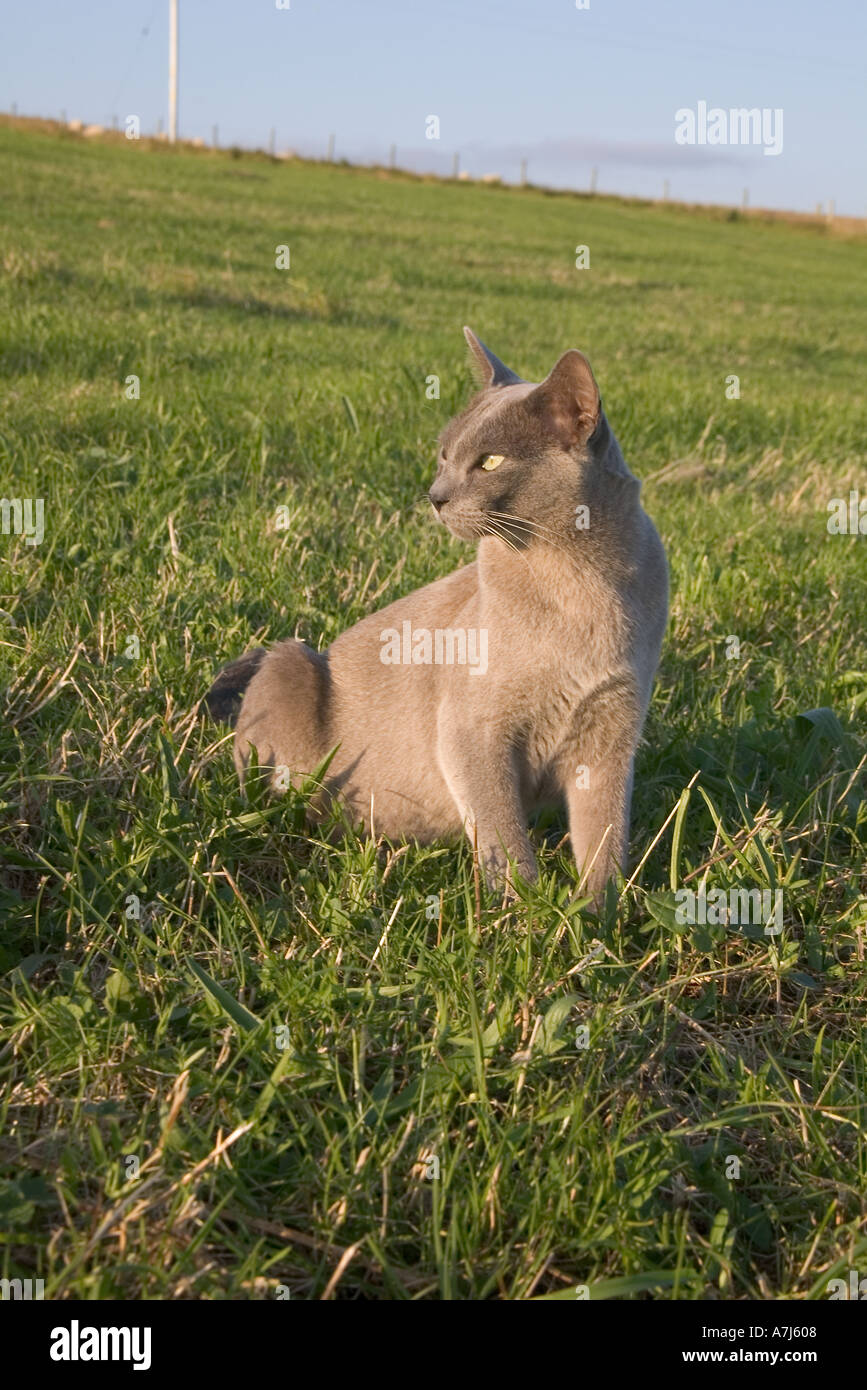 Dh Burmese Cat Uk Blue Coloured Short Haired Pedigree Neutered Tom