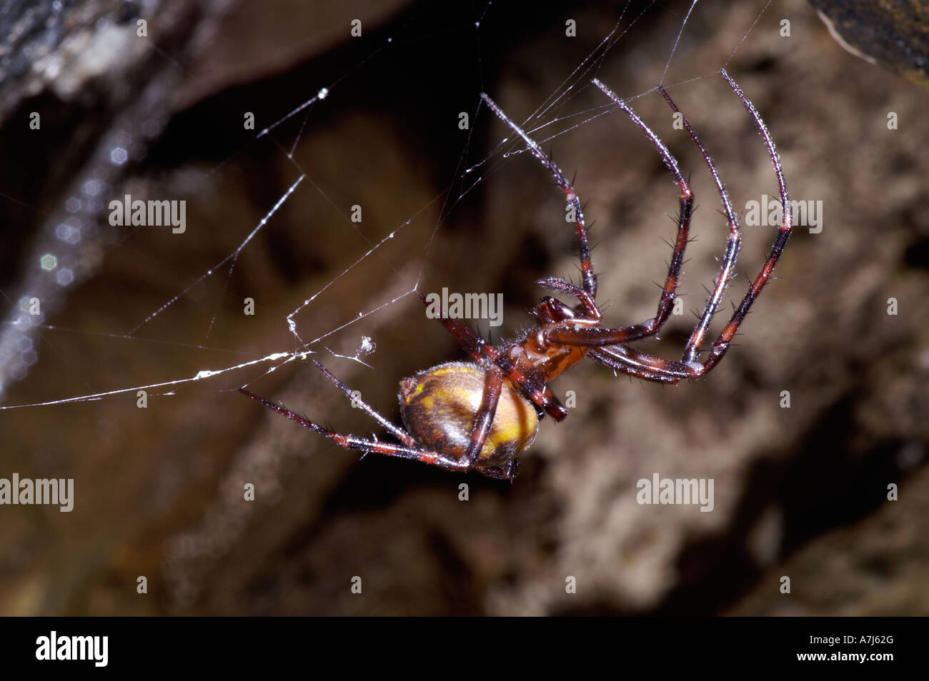 Cave spider meta menardi Stock Photo