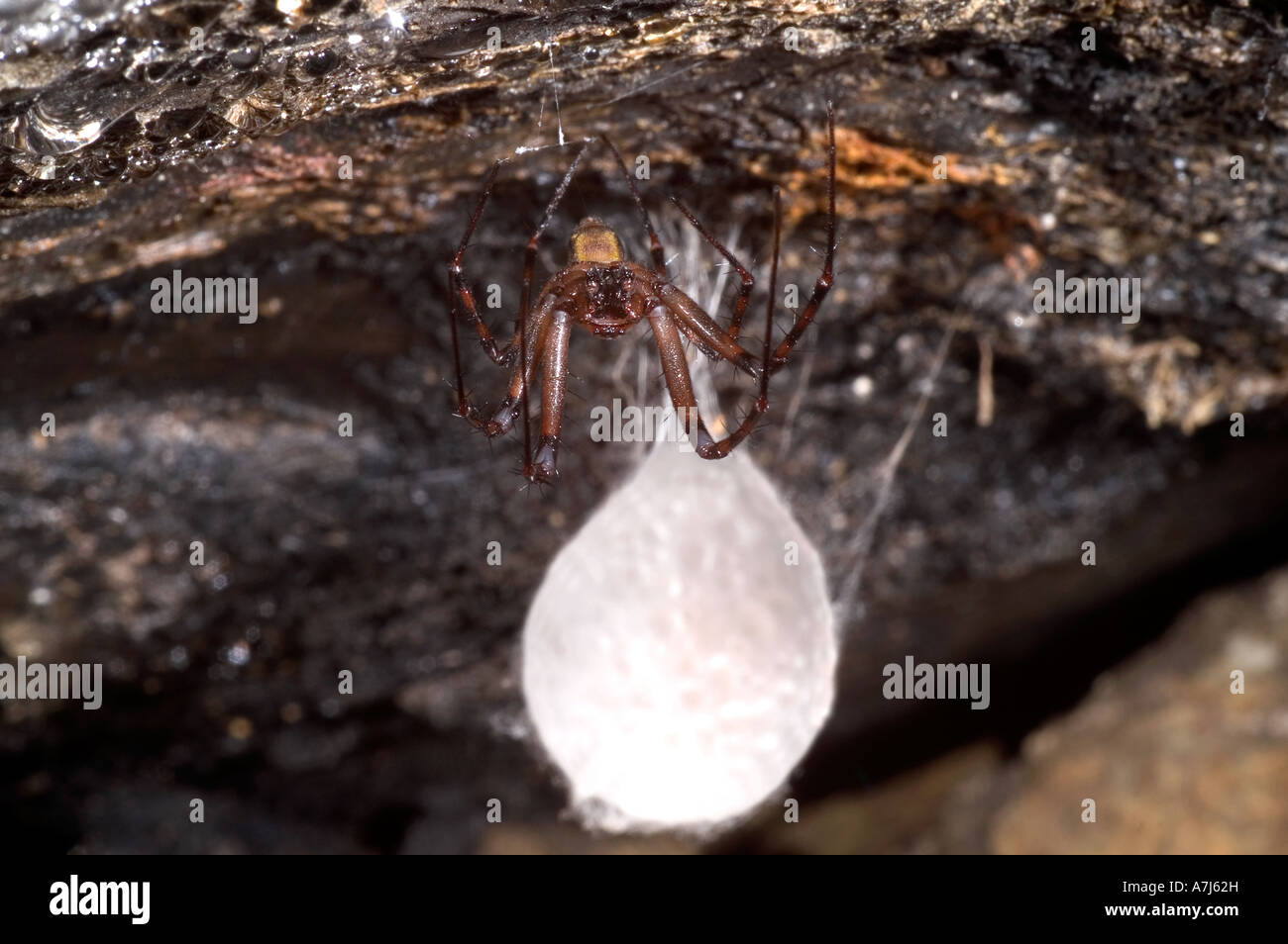 Cave spider meta menardi with egg case Stock Photo