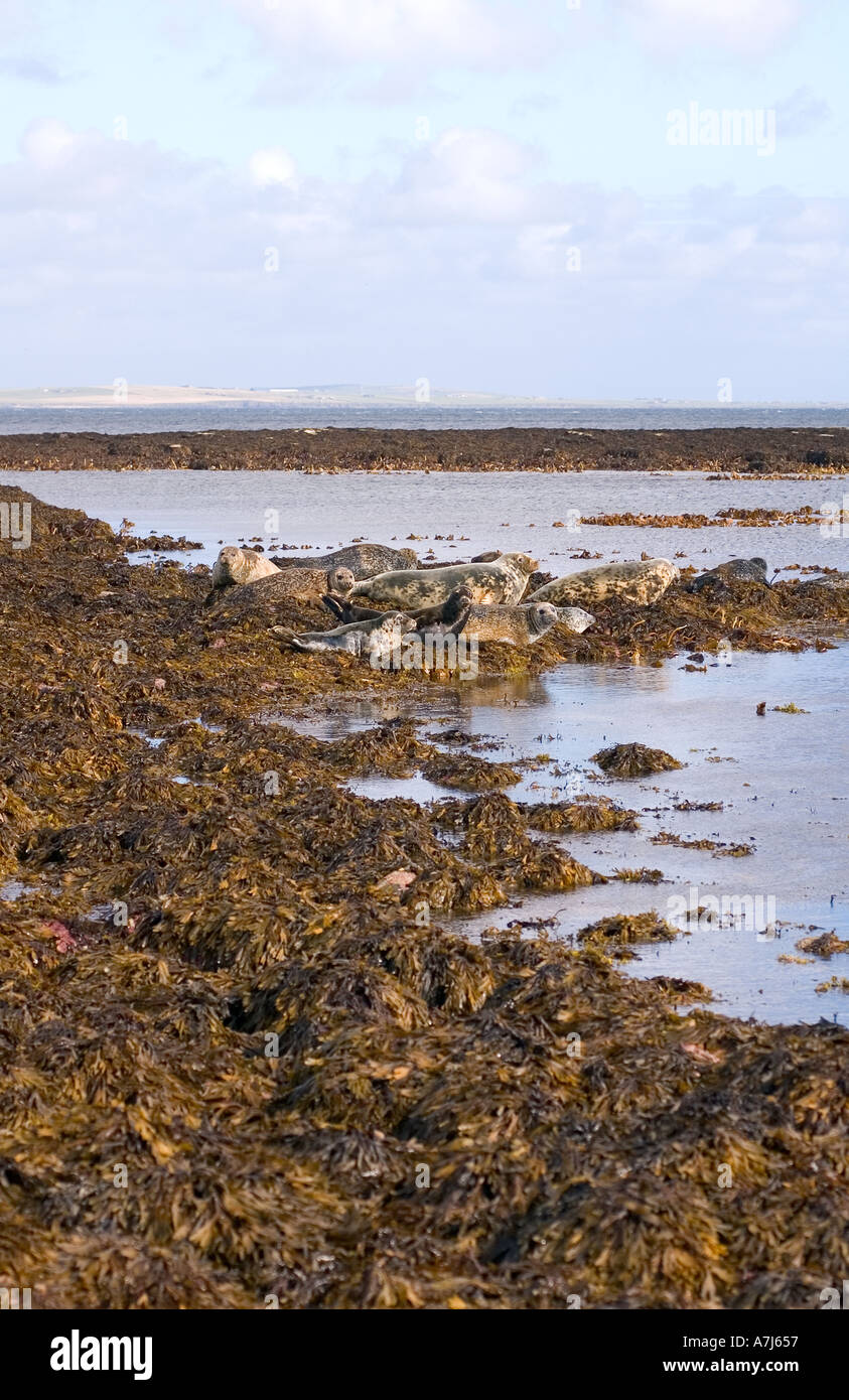 dh Common Seal SCAPA FLOW ORKNEY Seals on seaweed rocky shoreline basking in sun Stock Photo