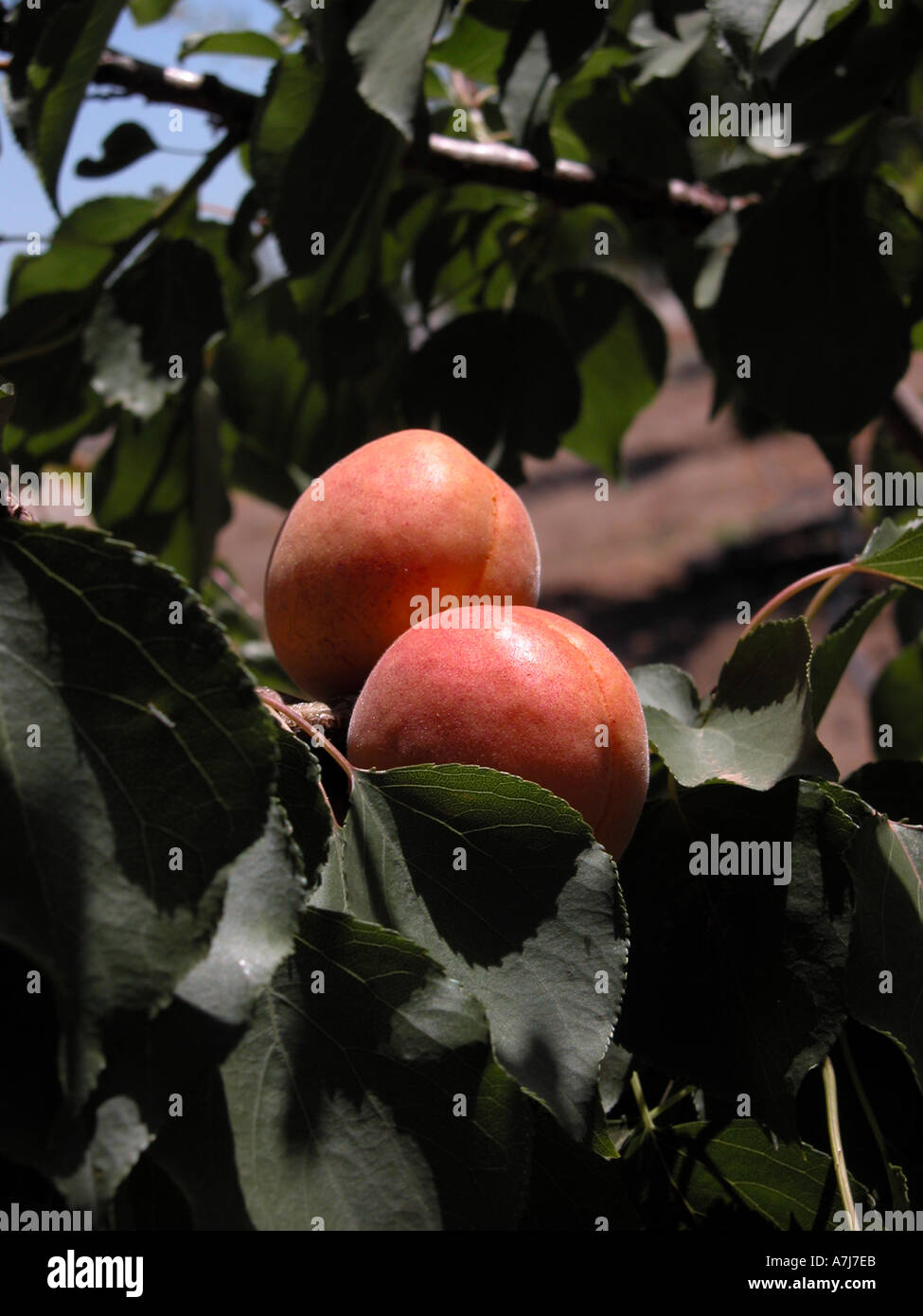 nectarines Stock Photo