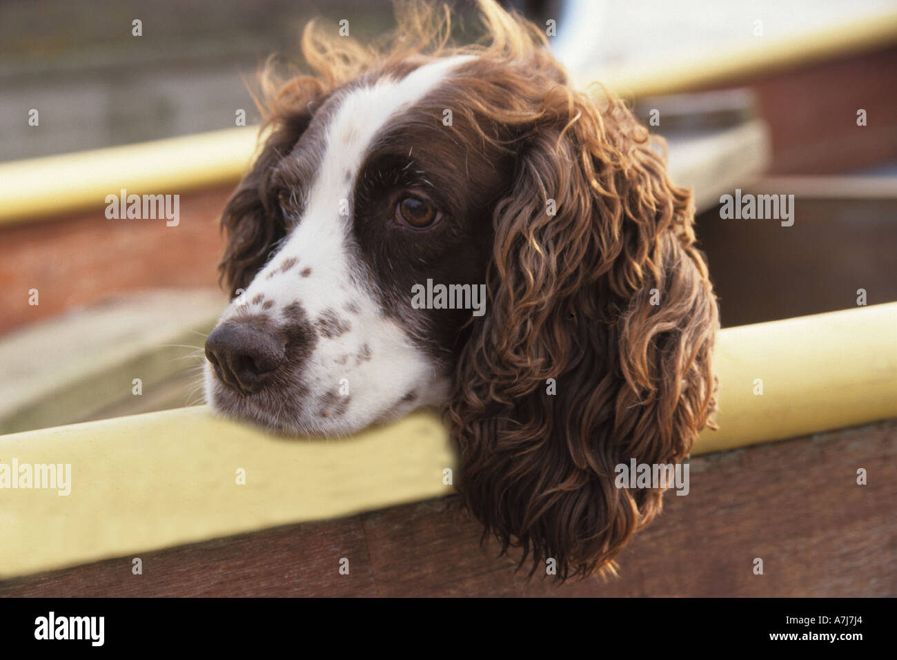 english springer spaniel dog waiting patiently in a boat Stock Photo
